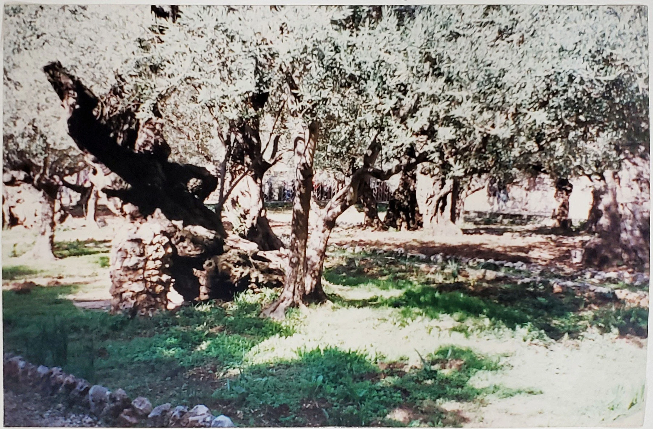 Remaining Awake with Jesus in the Garden of Gethsemane

First UCC will be hosting the Northern Berks Ministerium Community Lenten Worship Service on Thursday, February 26 at 11:30am followed by a free soup &amp; bread luncheon.

This Thursday&rsquo;s