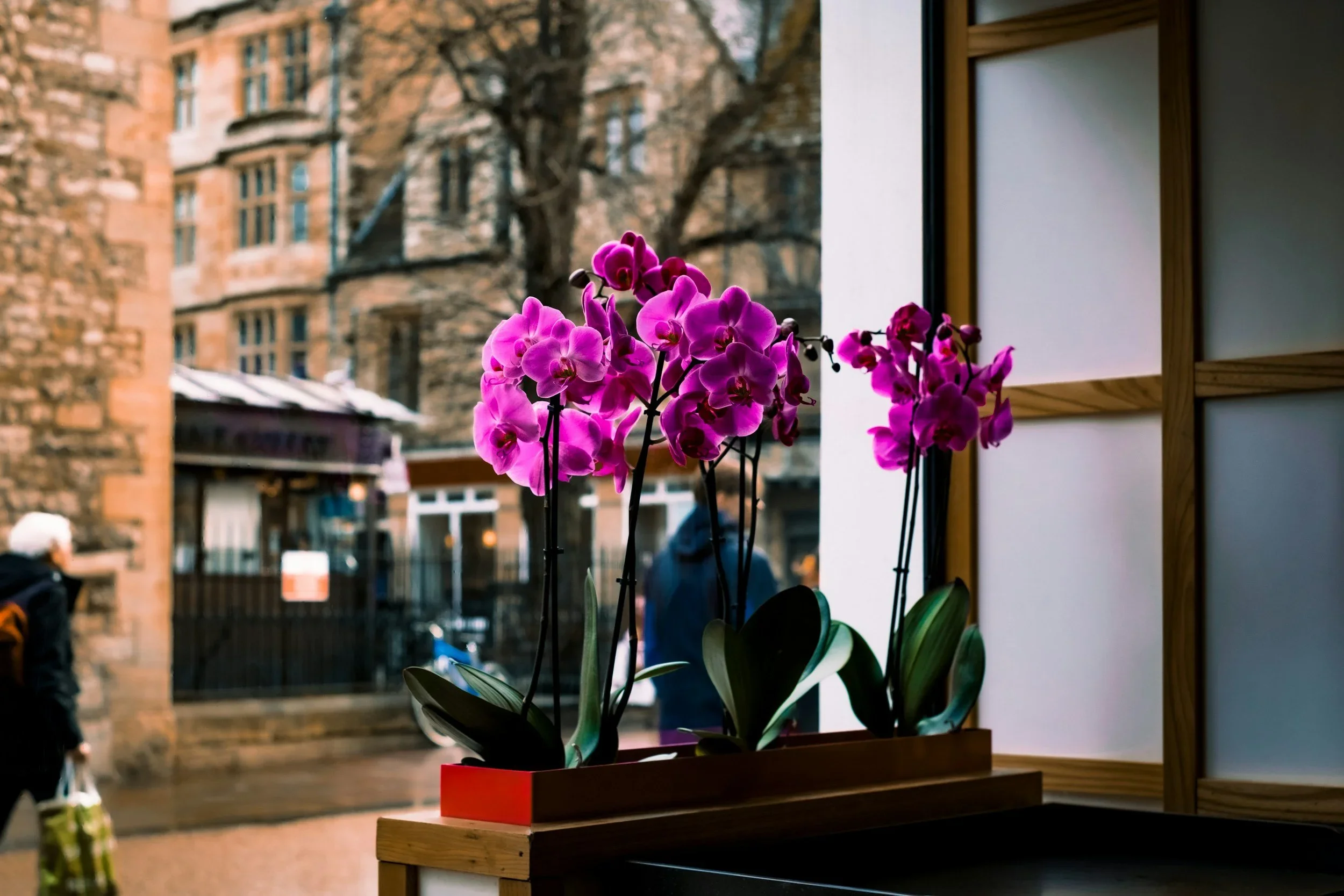 Vibrant purple orchids in a modern planter by a bright window overlooking a city street.