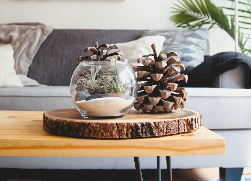 An air plant terrarium and pine cones on a wood slice tray, representing wood and earth feng shui elements by Jill R. Feng Shui.