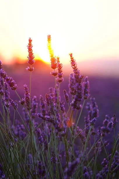 Lavender field with blooming purple flowers at sunset.