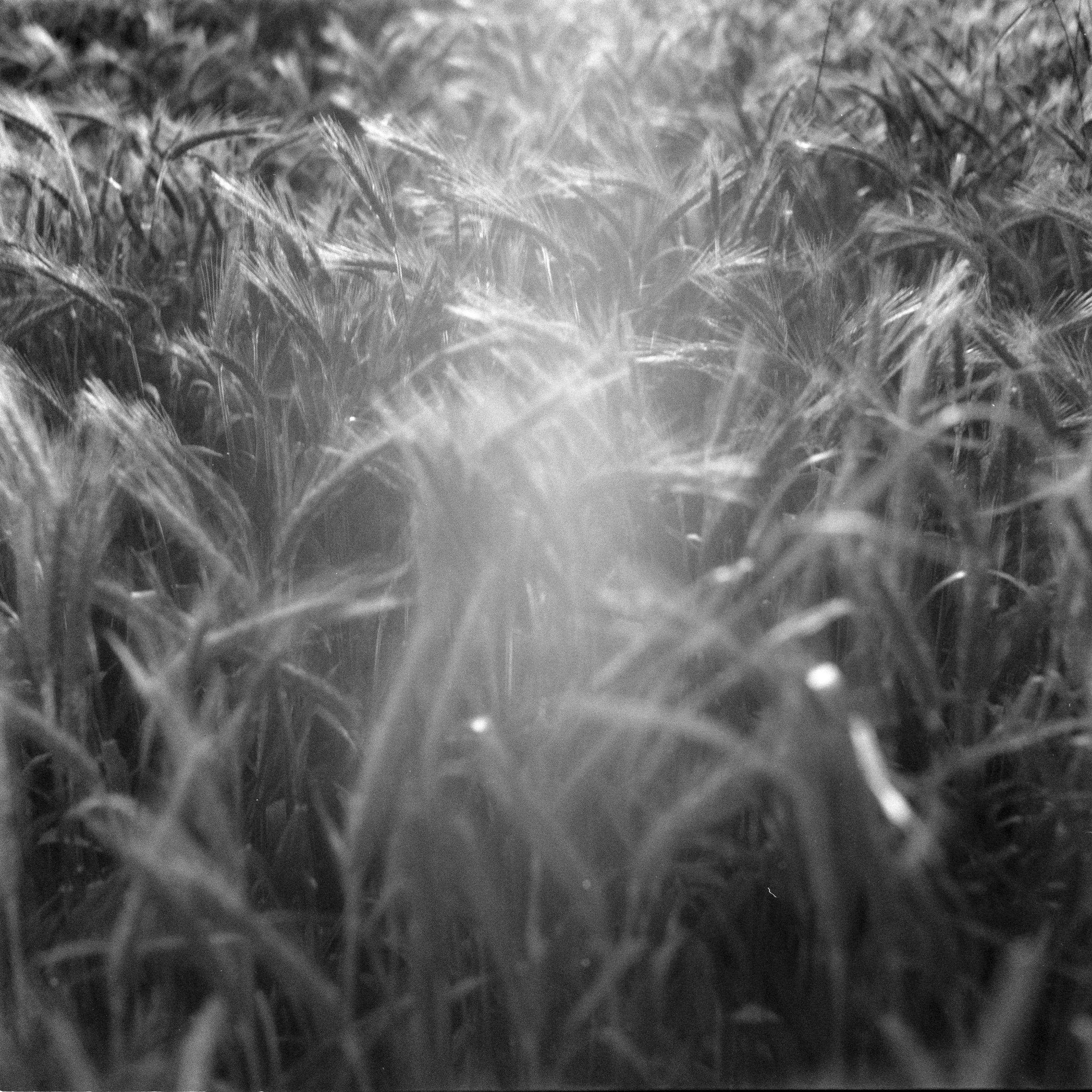 Oberferriden.week4-0008-3.jpg