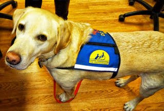 Service dog wearing a blue harness on a wooden floor.