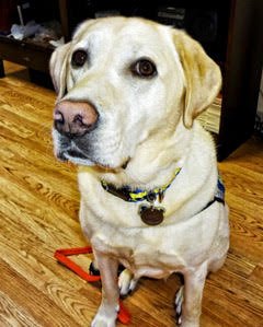Yellow Labrador Retriever sitting on a wooden floor