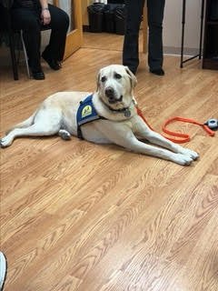Golden retriever service dog lying on a wooden floor with a blue and yellow vest, and a red leash nearby.