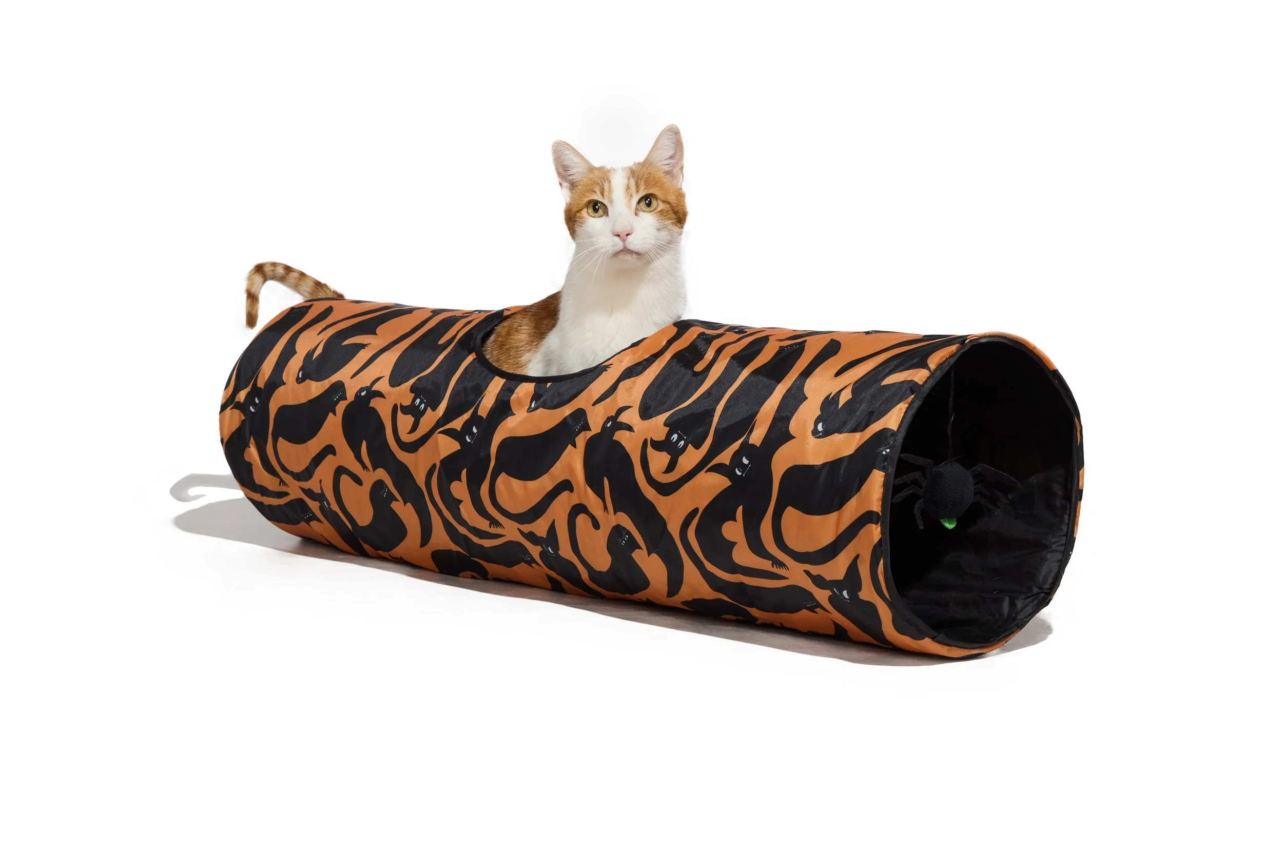 24-1900150-4017766-CAT-3.jpg