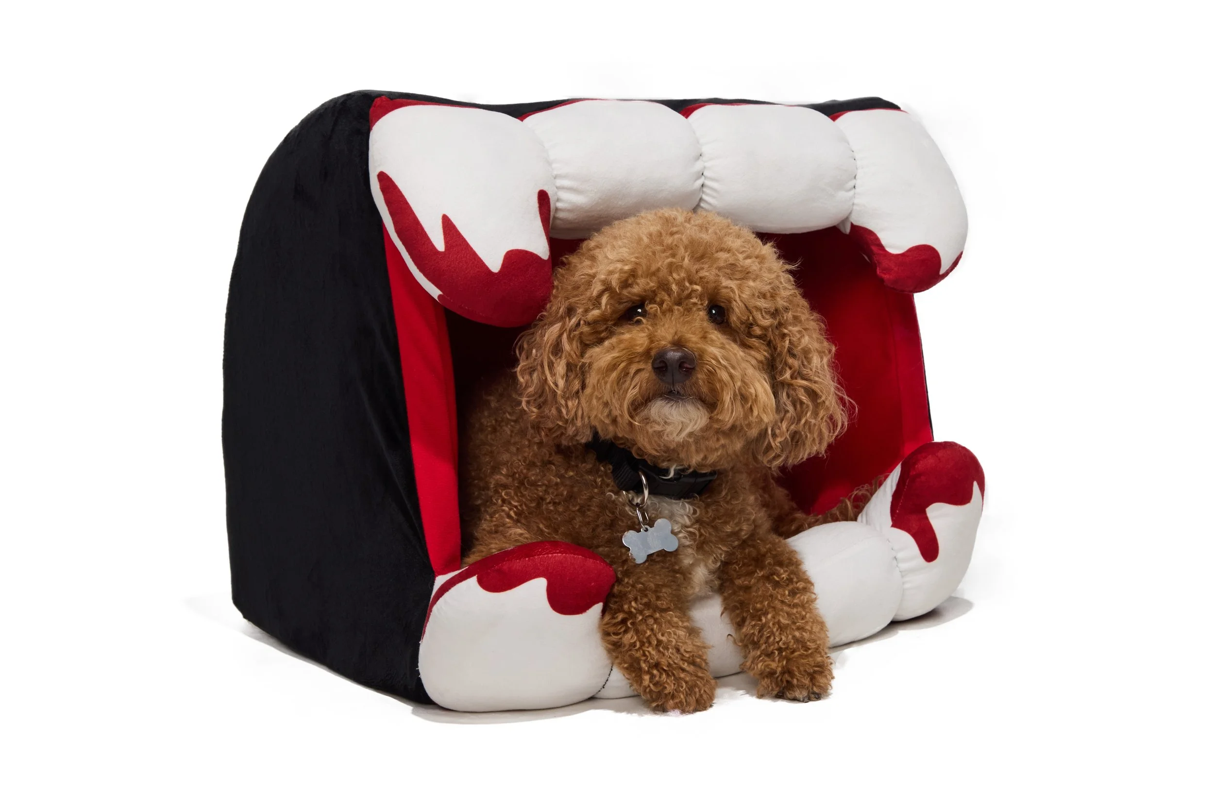 24-1900150-4017176-DOG-5.jpg