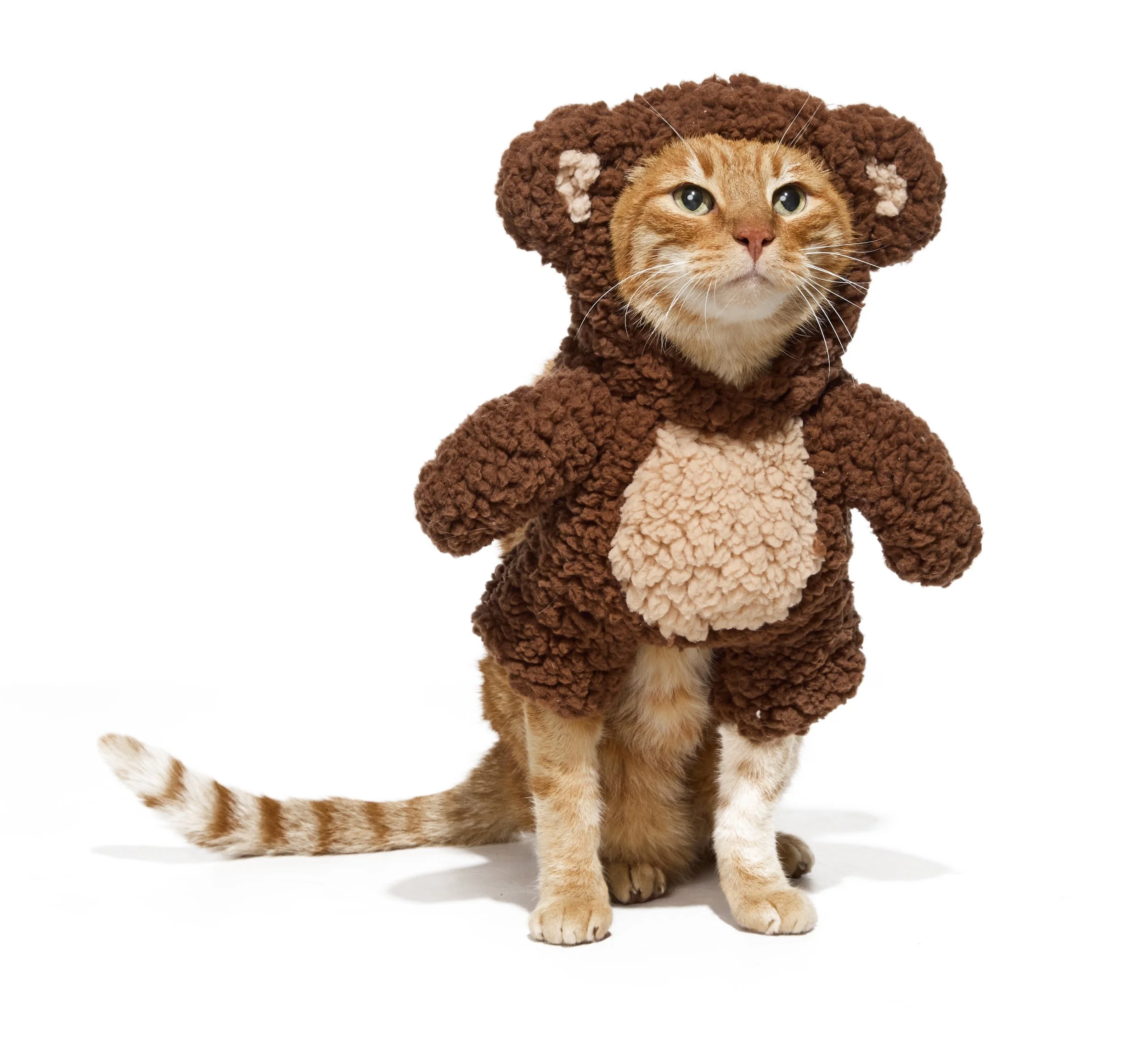 24-1900150-4332037-CAT-1.jpg