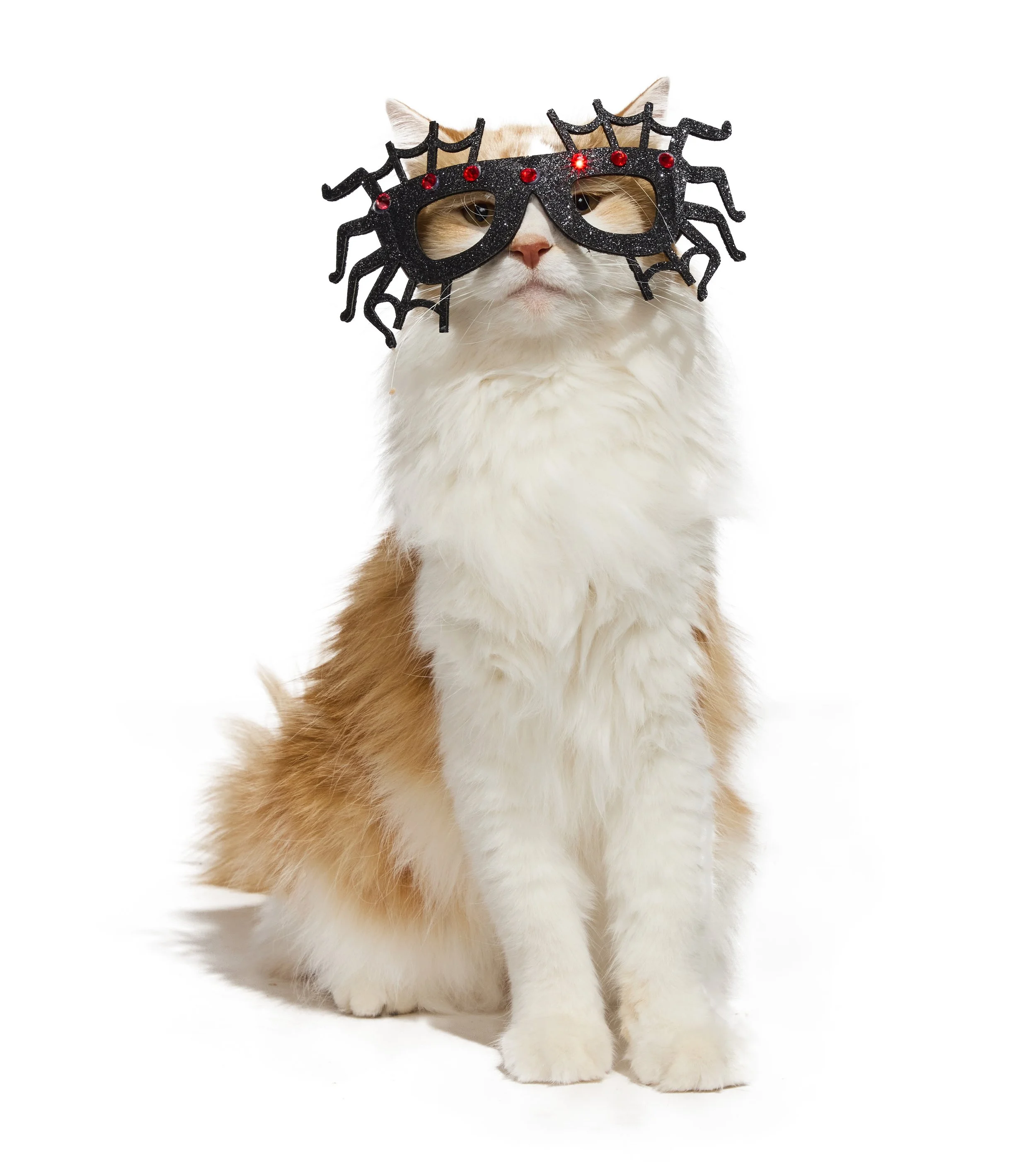 24-1900150-4018291-CAT-2.jpg