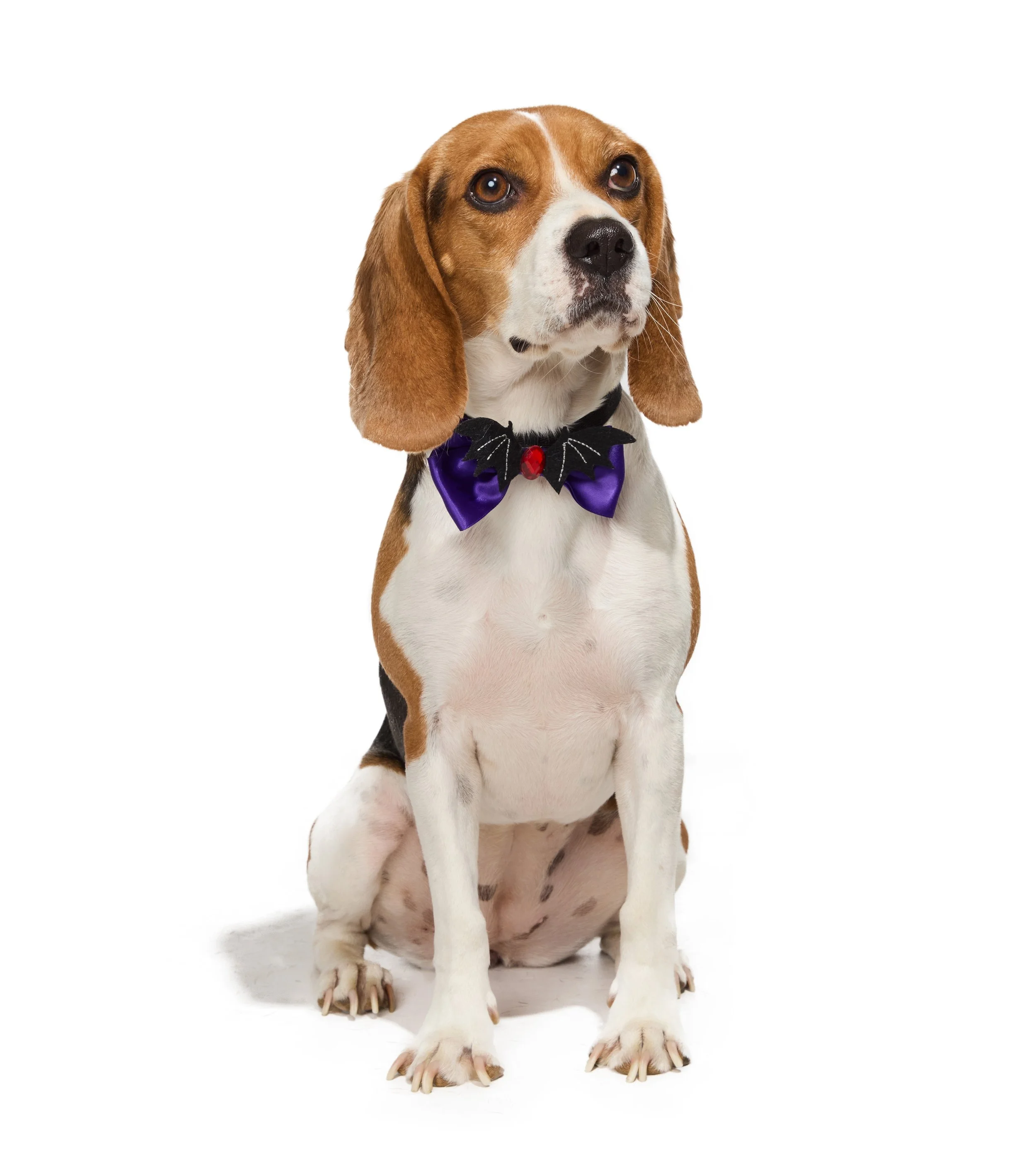 24-1900150-4018355-DOG-2.jpg