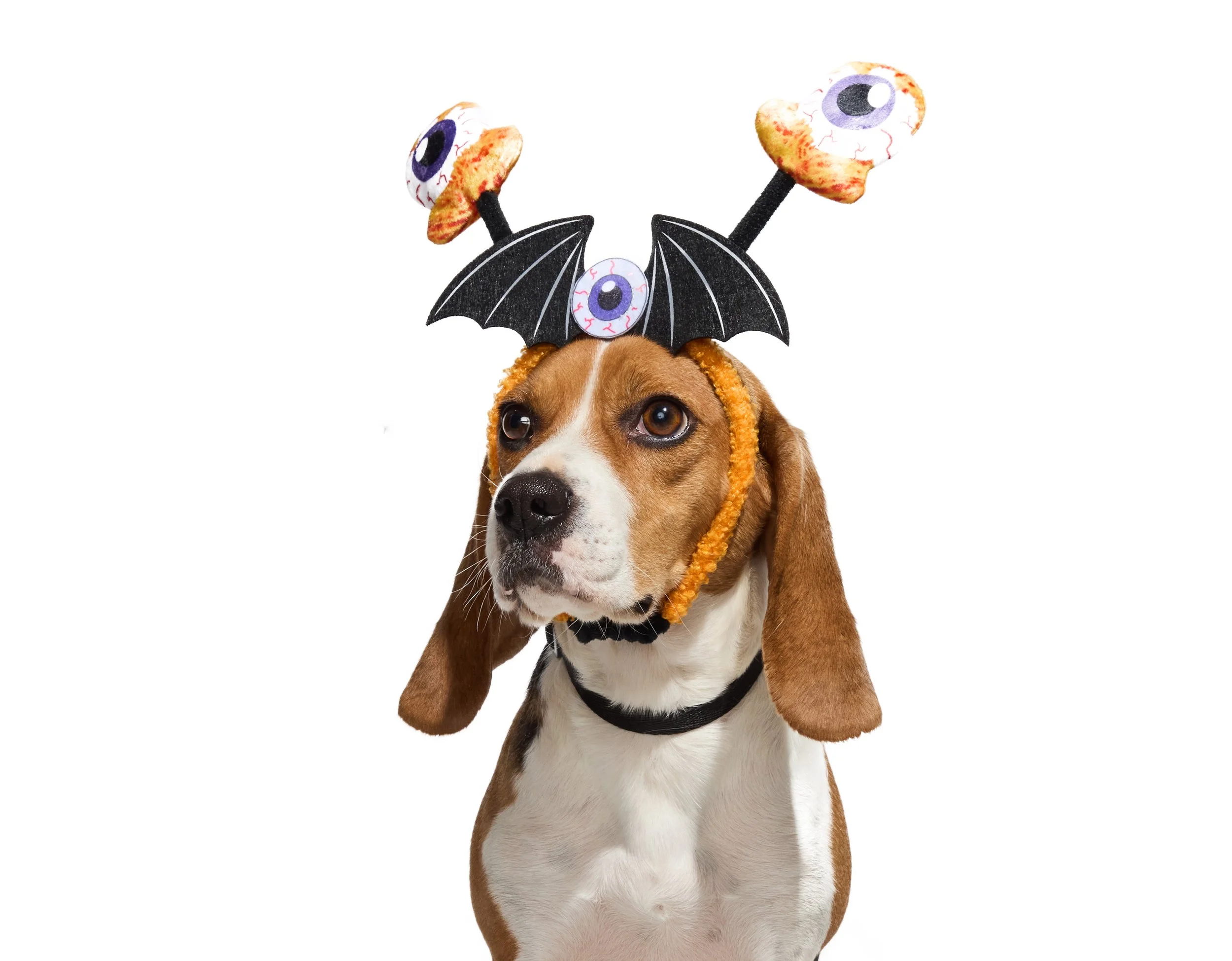 24-1900150-4018486-DOG-1.jpg
