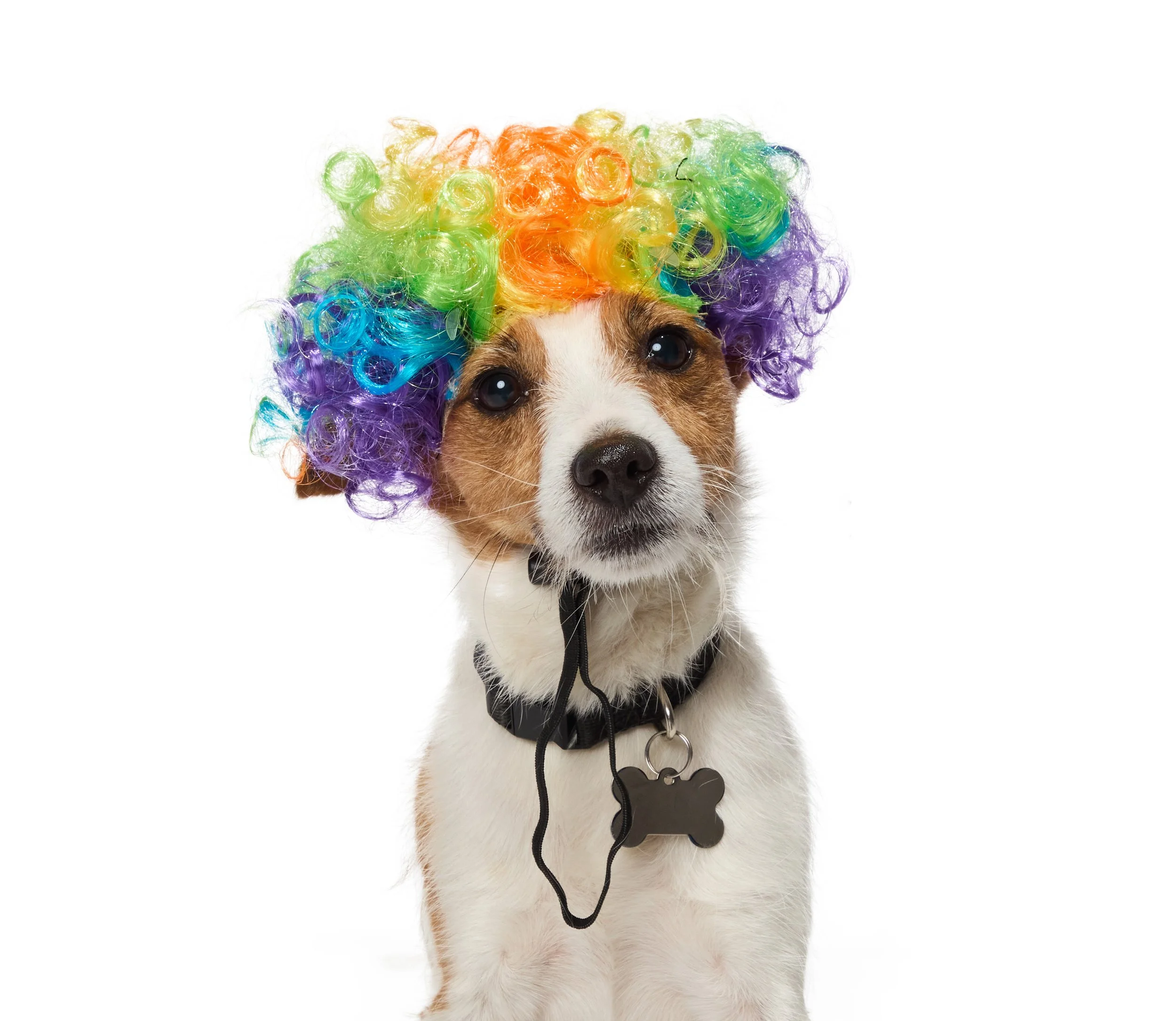 24-1900150-4018460-DOG-2.jpg