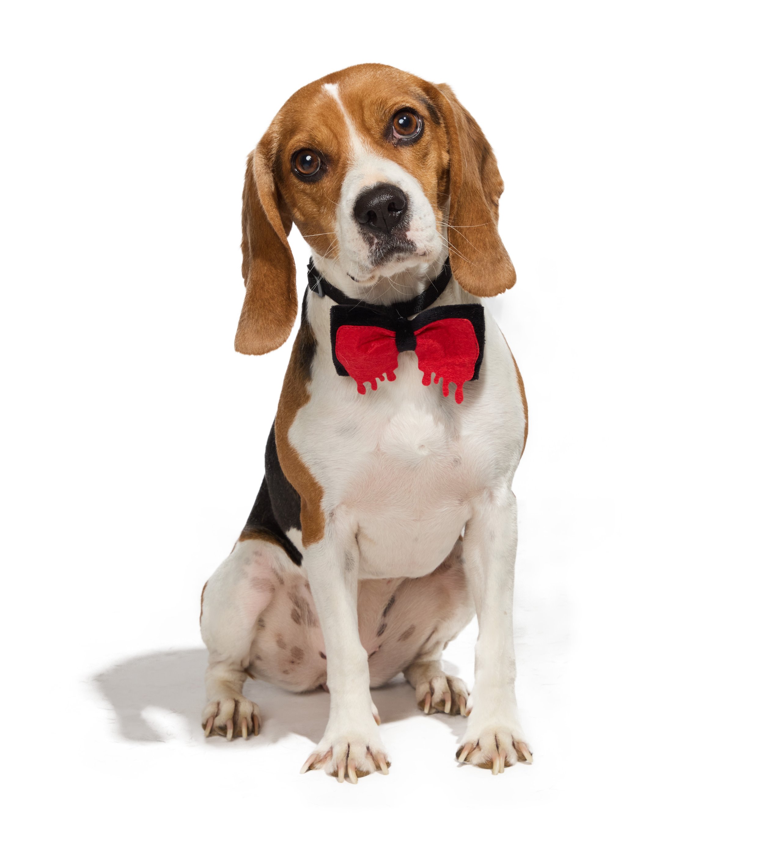 24-1900150-4018347-DOG-3.jpg