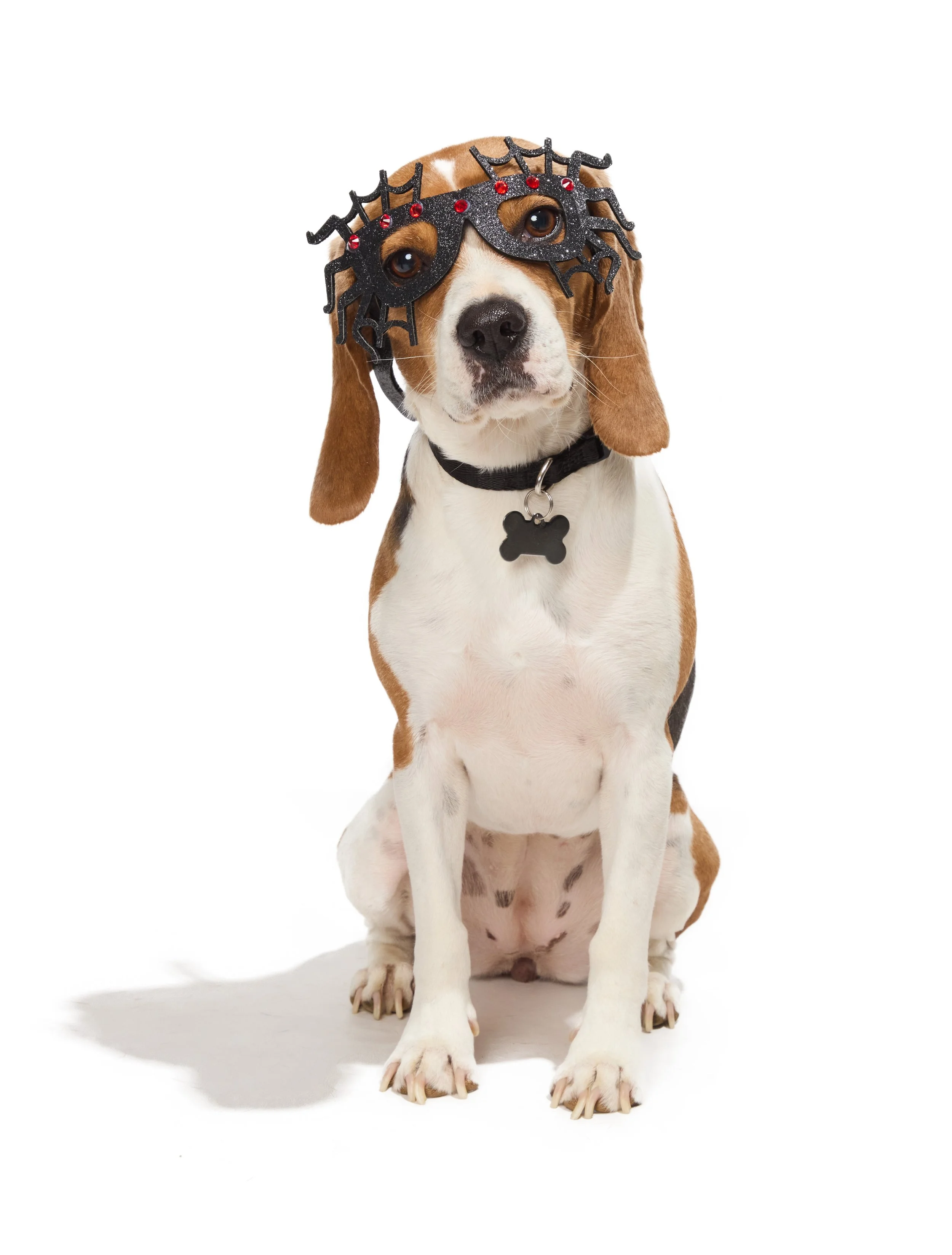 24-1900150-4018291-DOG-2.jpg