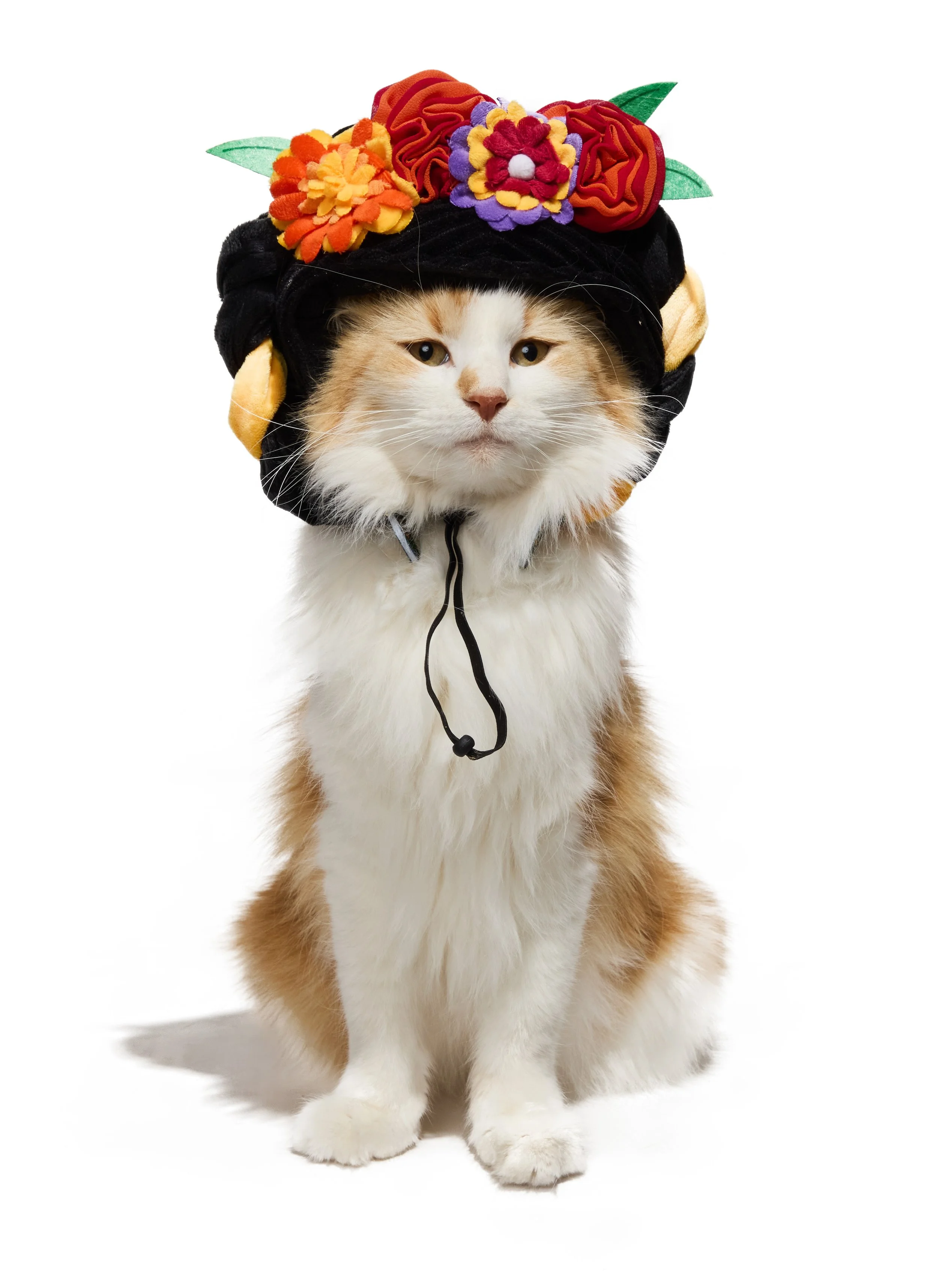 24-1900150-4018857-CAT-3.jpg
