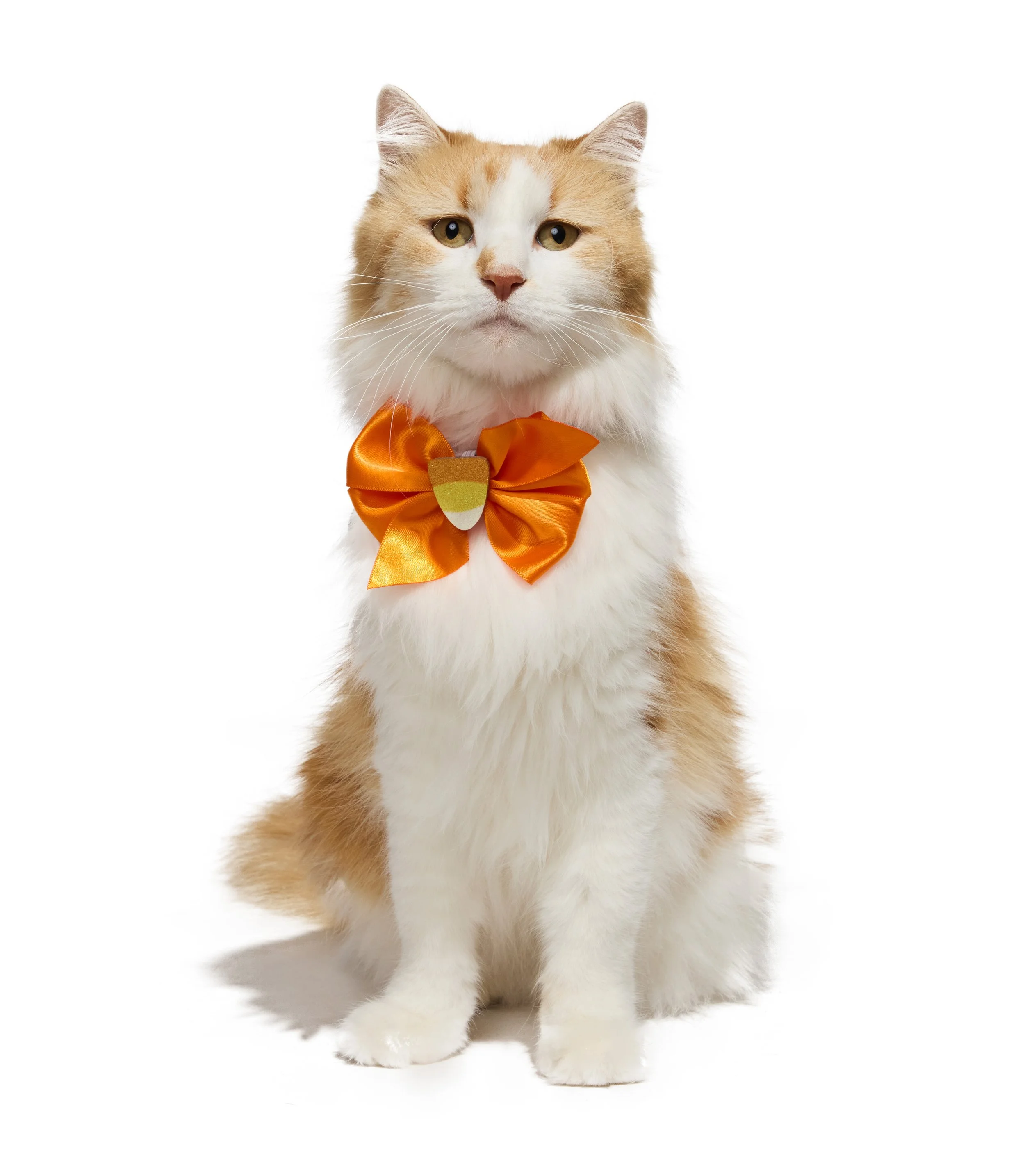 24-1900150-4018339-CAT-2.jpg
