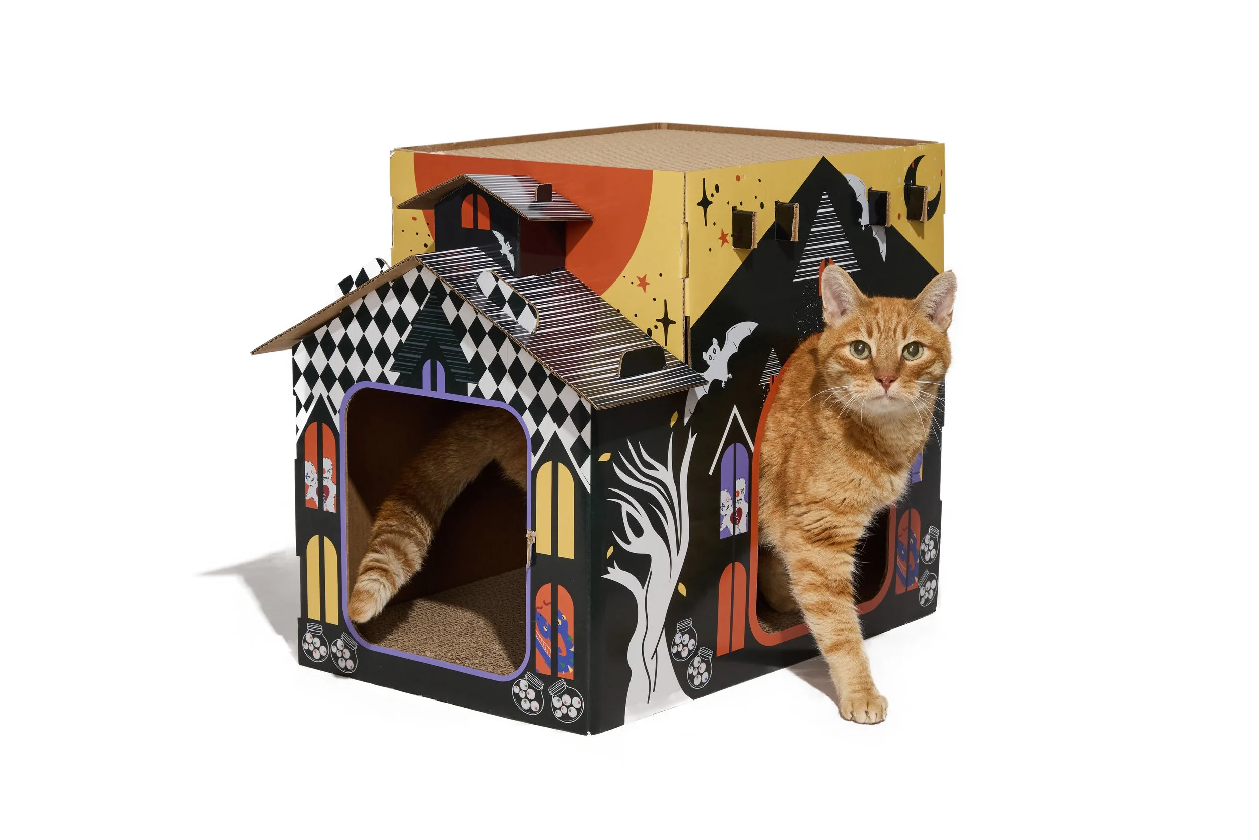 24-1900150-4017774-CAT-4.jpg