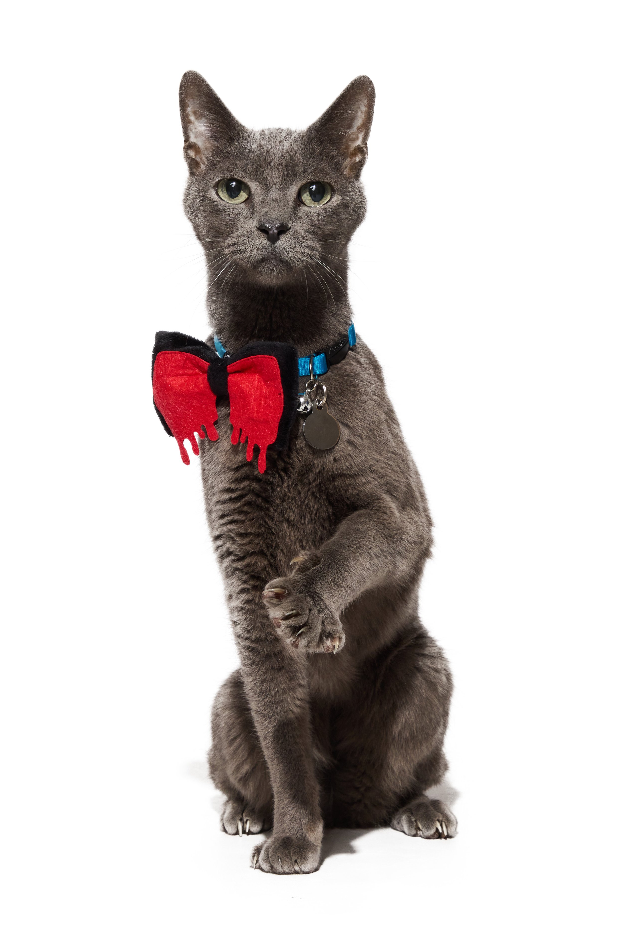 24-1900150-4018347-CAT-1.jpg
