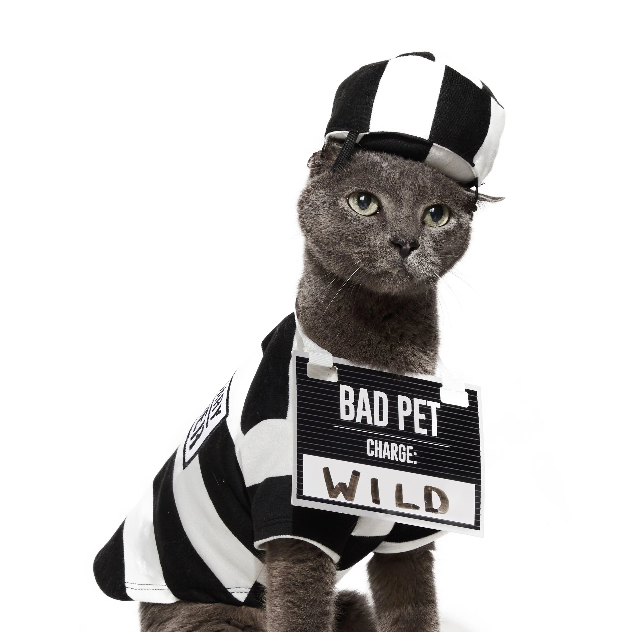 24-1900150-4332651-CAT-1.jpg