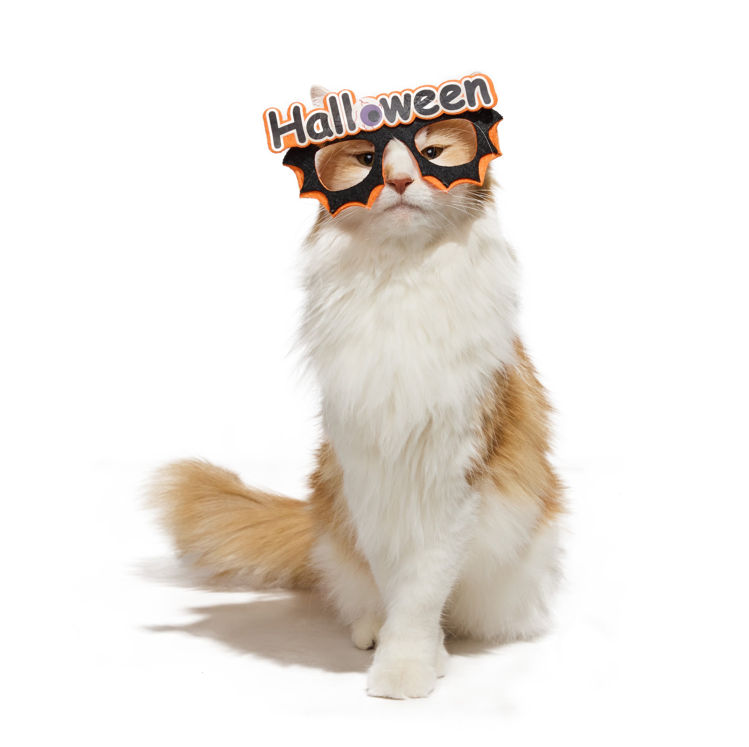 24-1900150-4018398-CAT-1.jpg