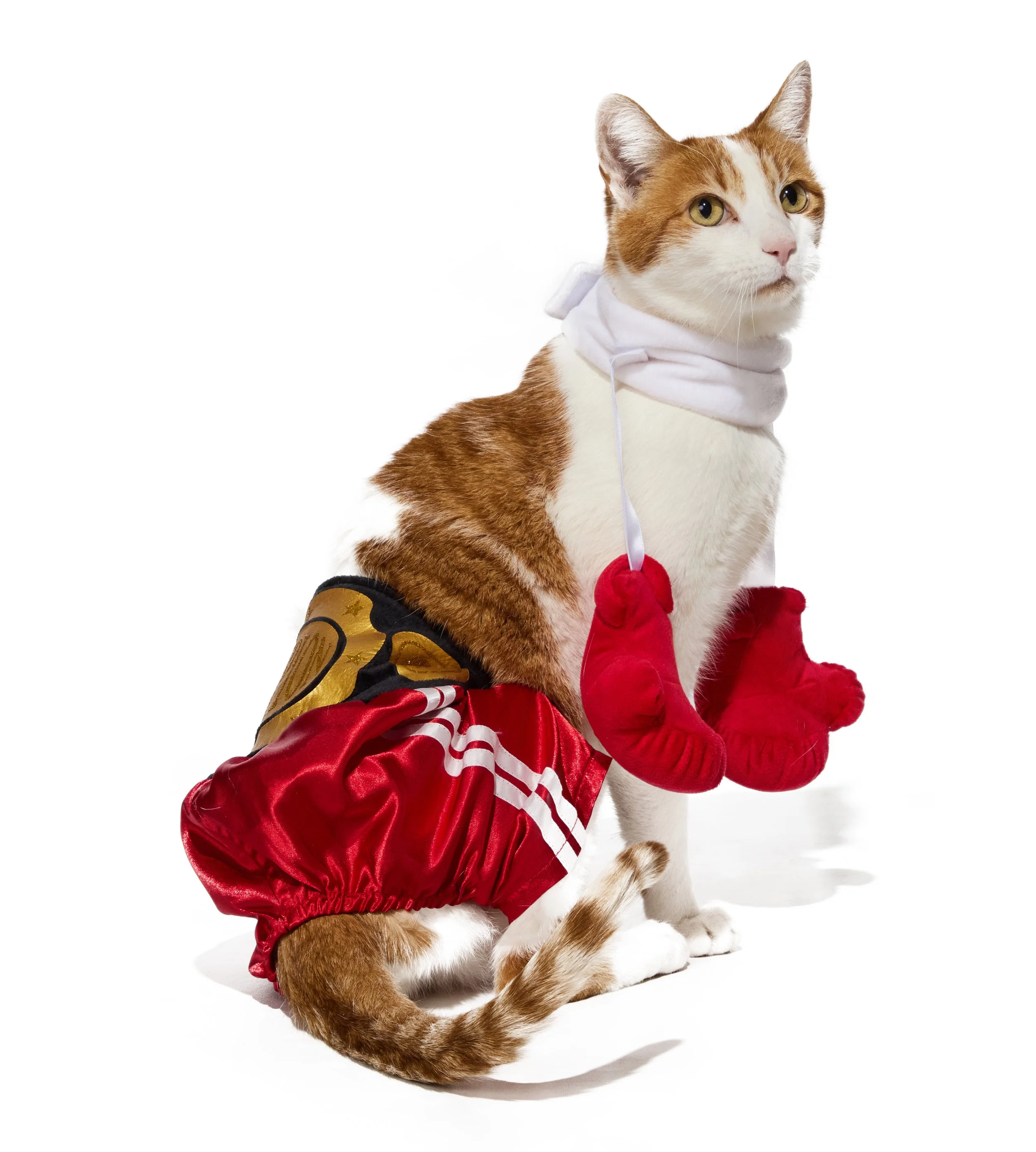 24-1900150-4018689-CAT-2.jpg