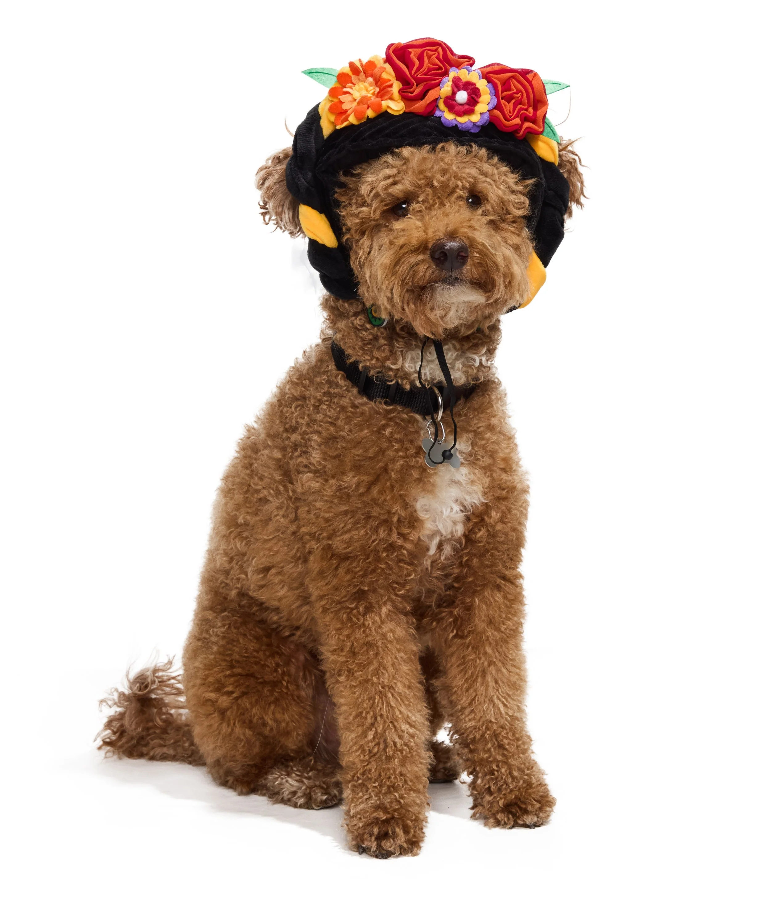 24-1900150-4018857-DOG-2.jpg