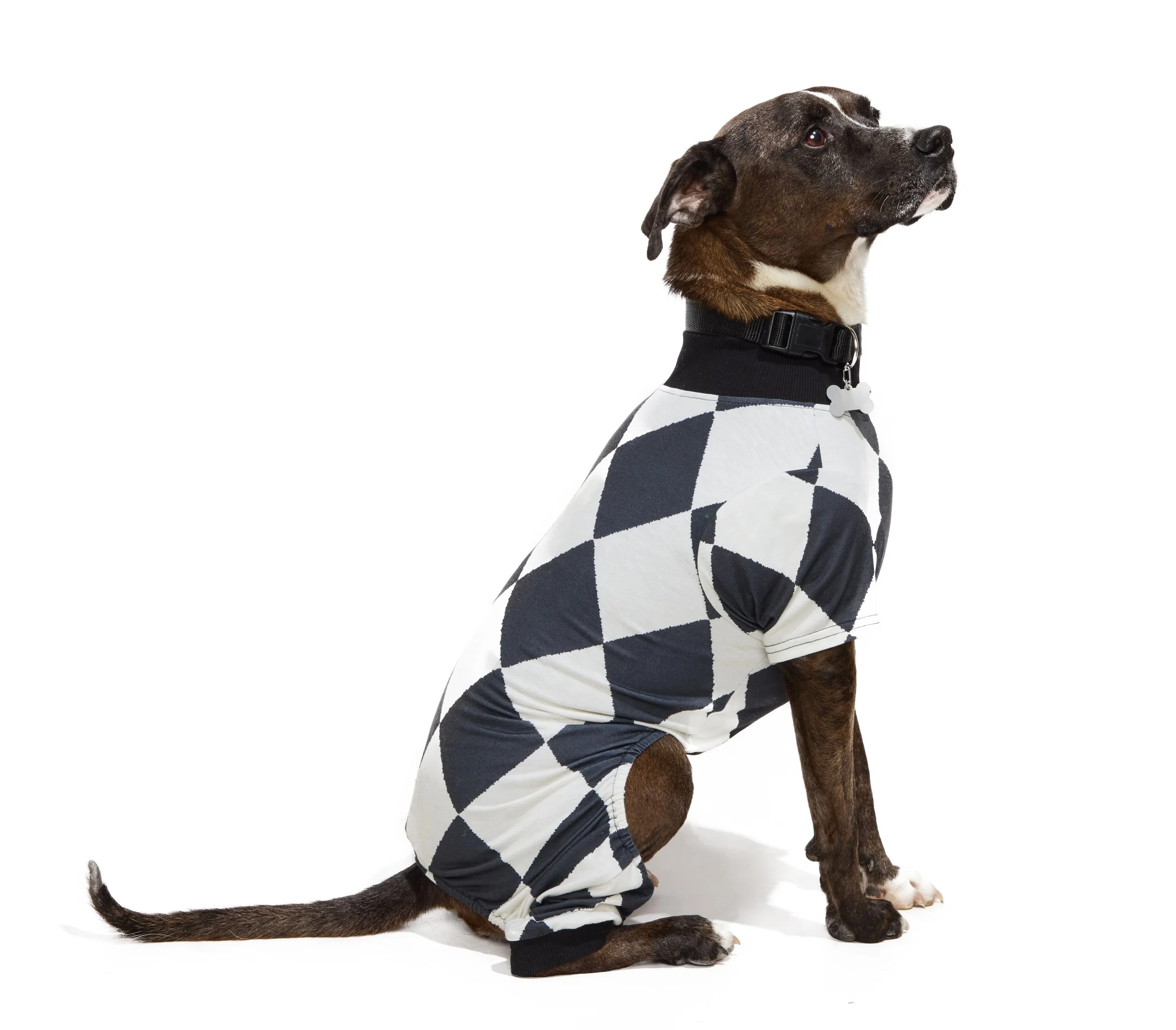 24-1900150-4018179-DOG-2.jpg