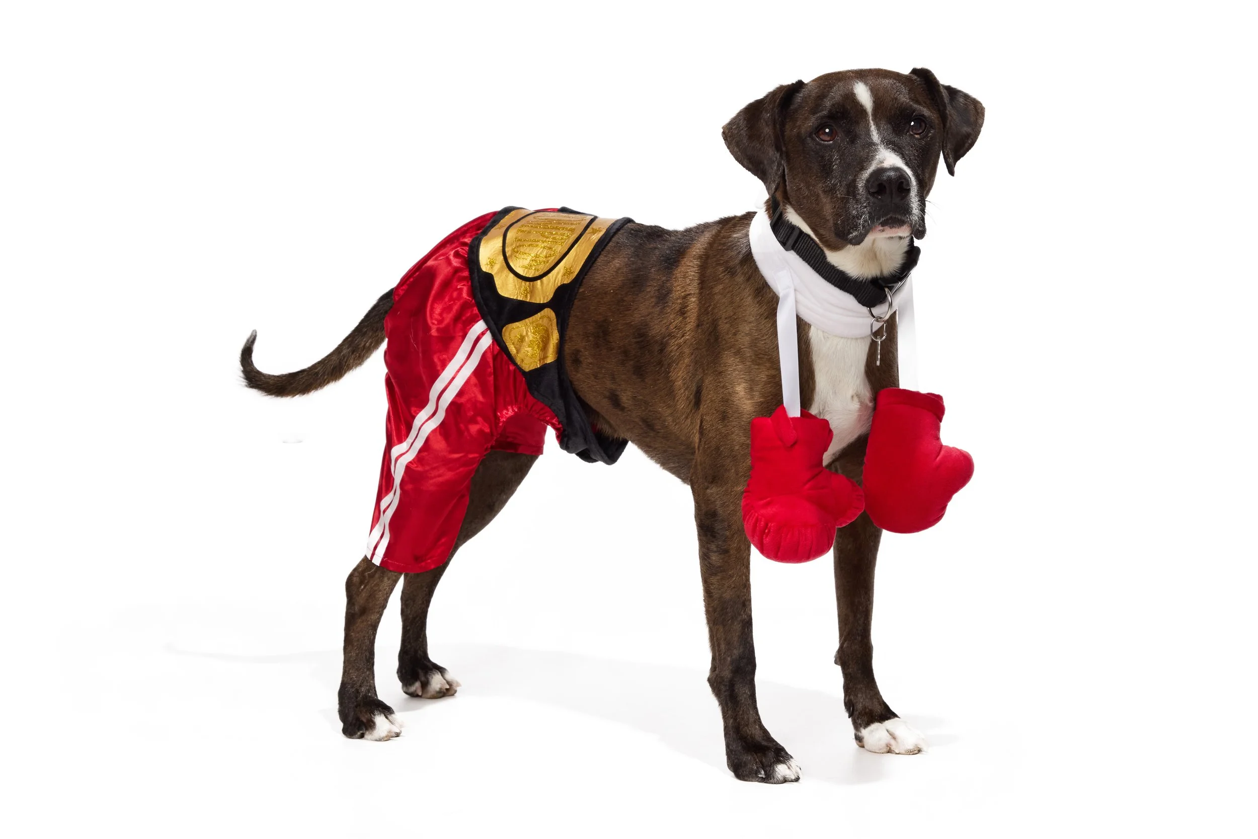 24-1900150-4018689-DOG-2.jpg