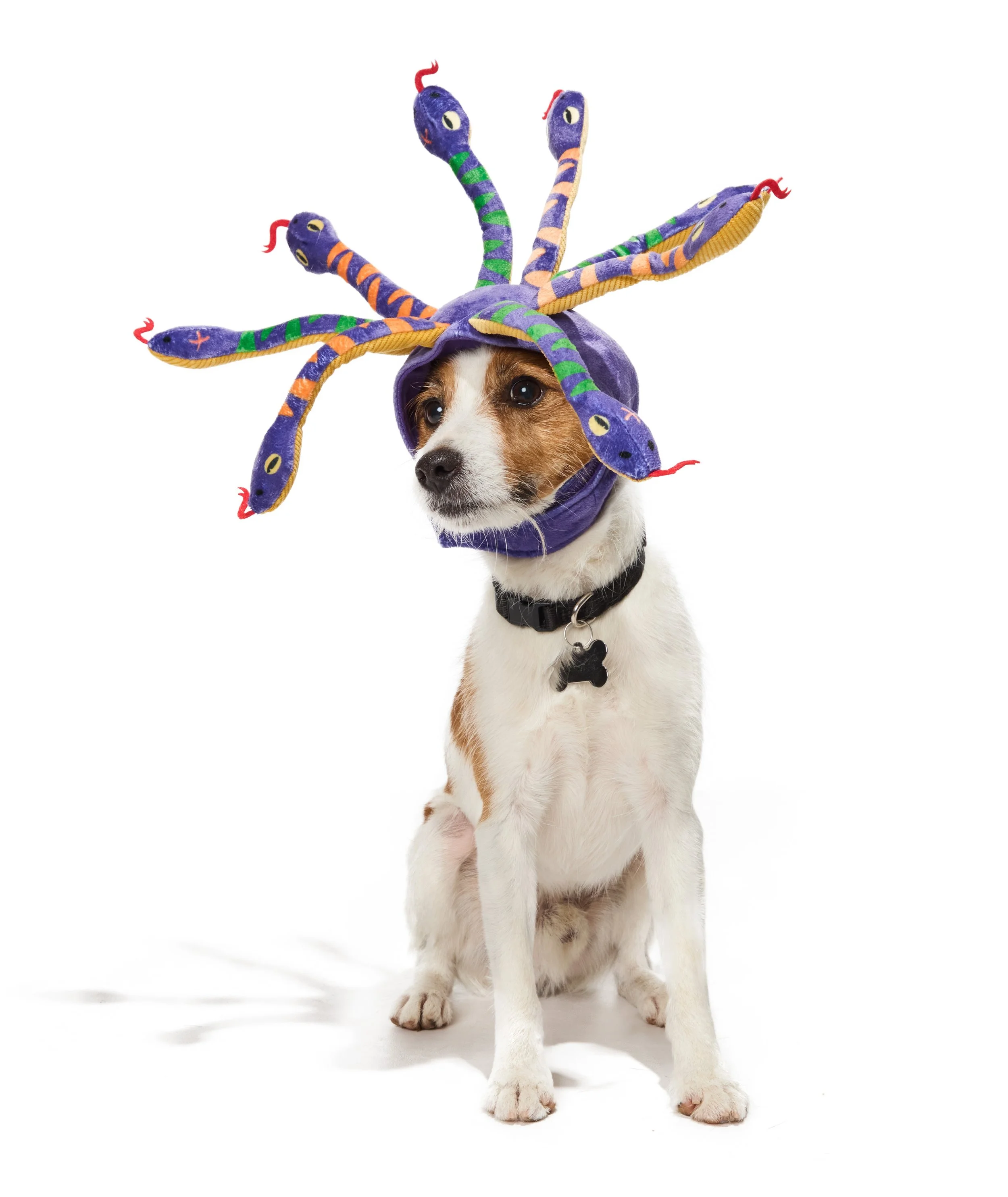 24-1900150-4018638-DOG-2.jpg