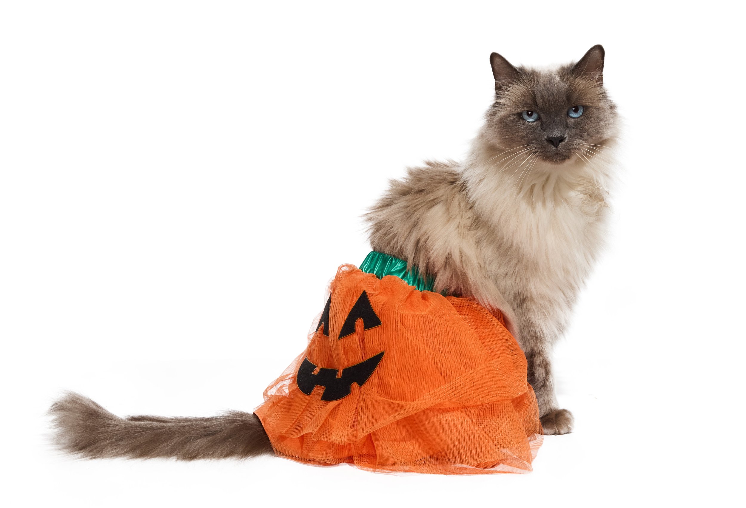 24-1900150-4018890-CAT-4.jpg
