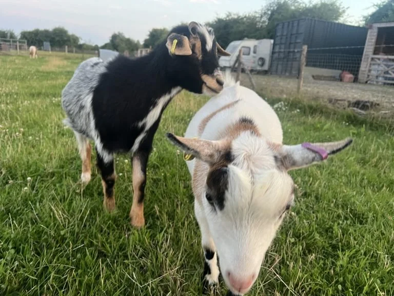 Donation to Bassy’s Barn