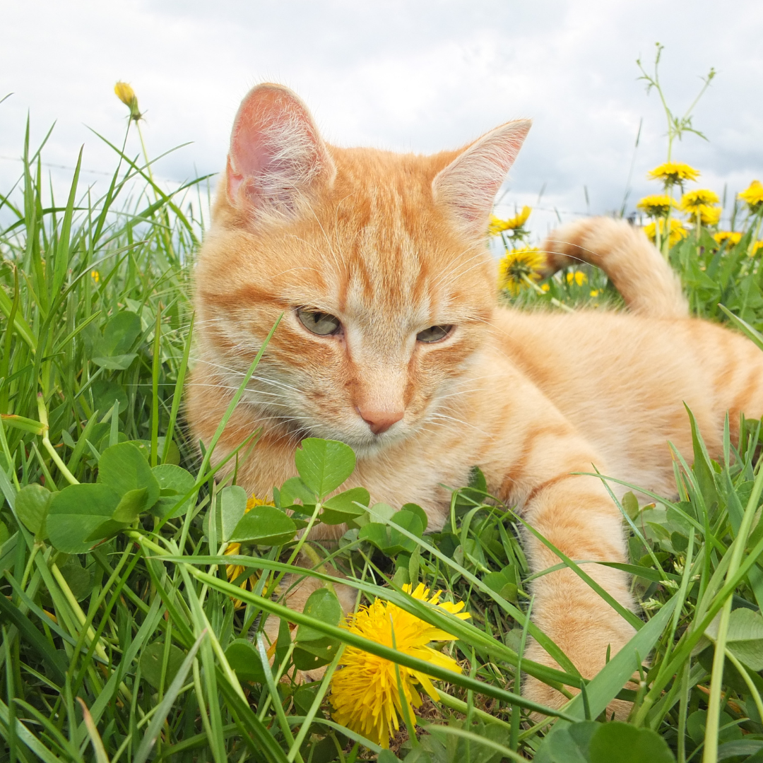 Seasonal Allergies in Pets: Signs, Causes &amp; Treatment