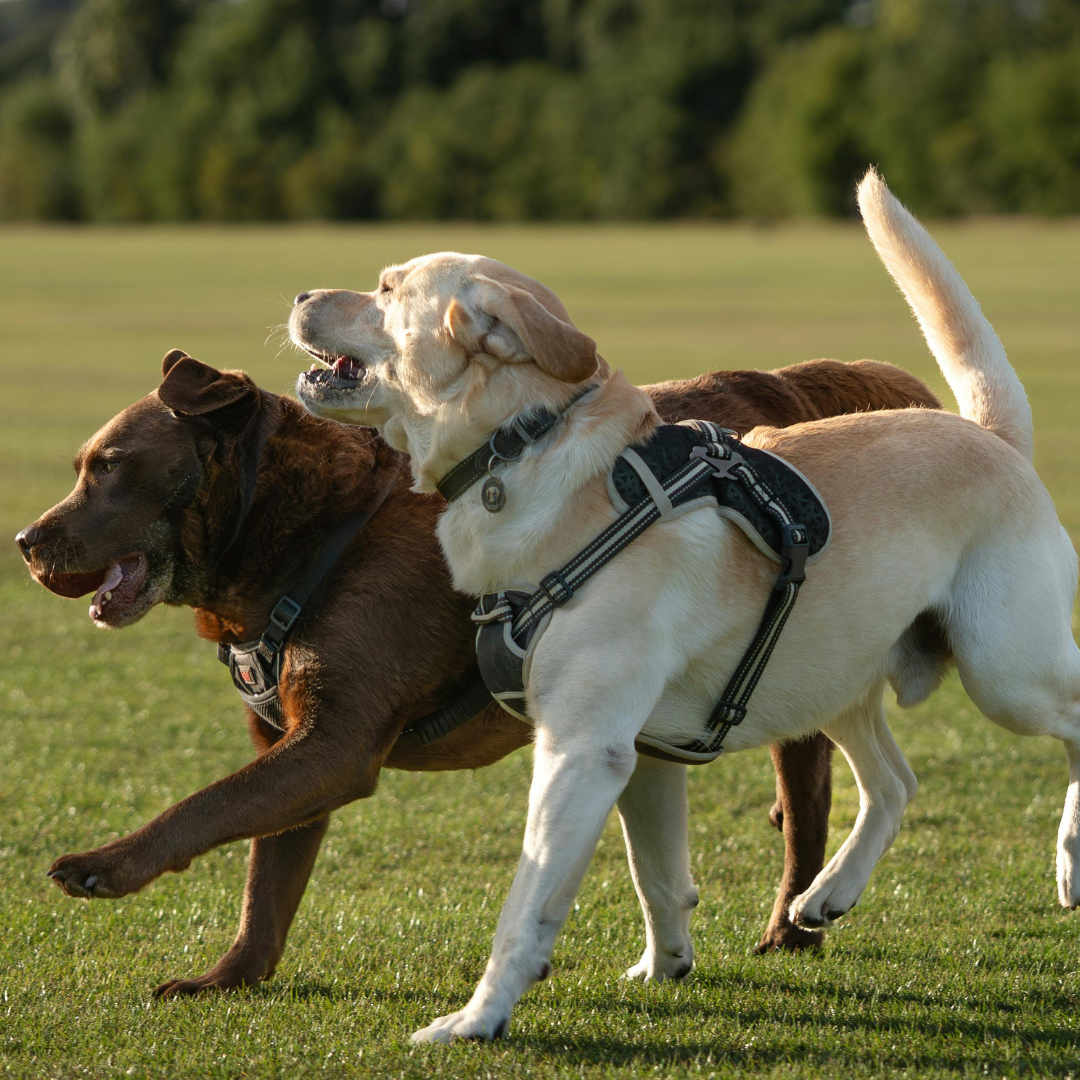 The Best Dog Parks in Jacksonville, FL: A Local Guide for Dog Owners