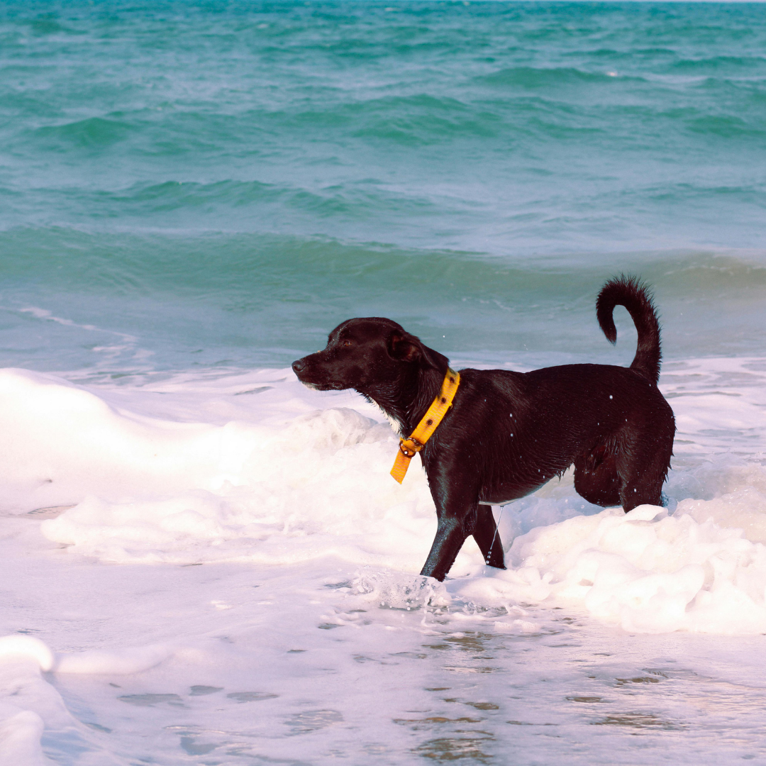Best Dog-Friendly Beaches in Jacksonville, FL:        A Local Pet Owner's Guide