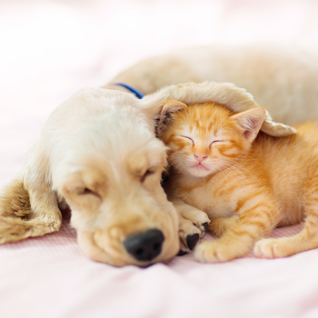 Puppy and kitten together, representing new pet ownership in Jacksonville, Florida