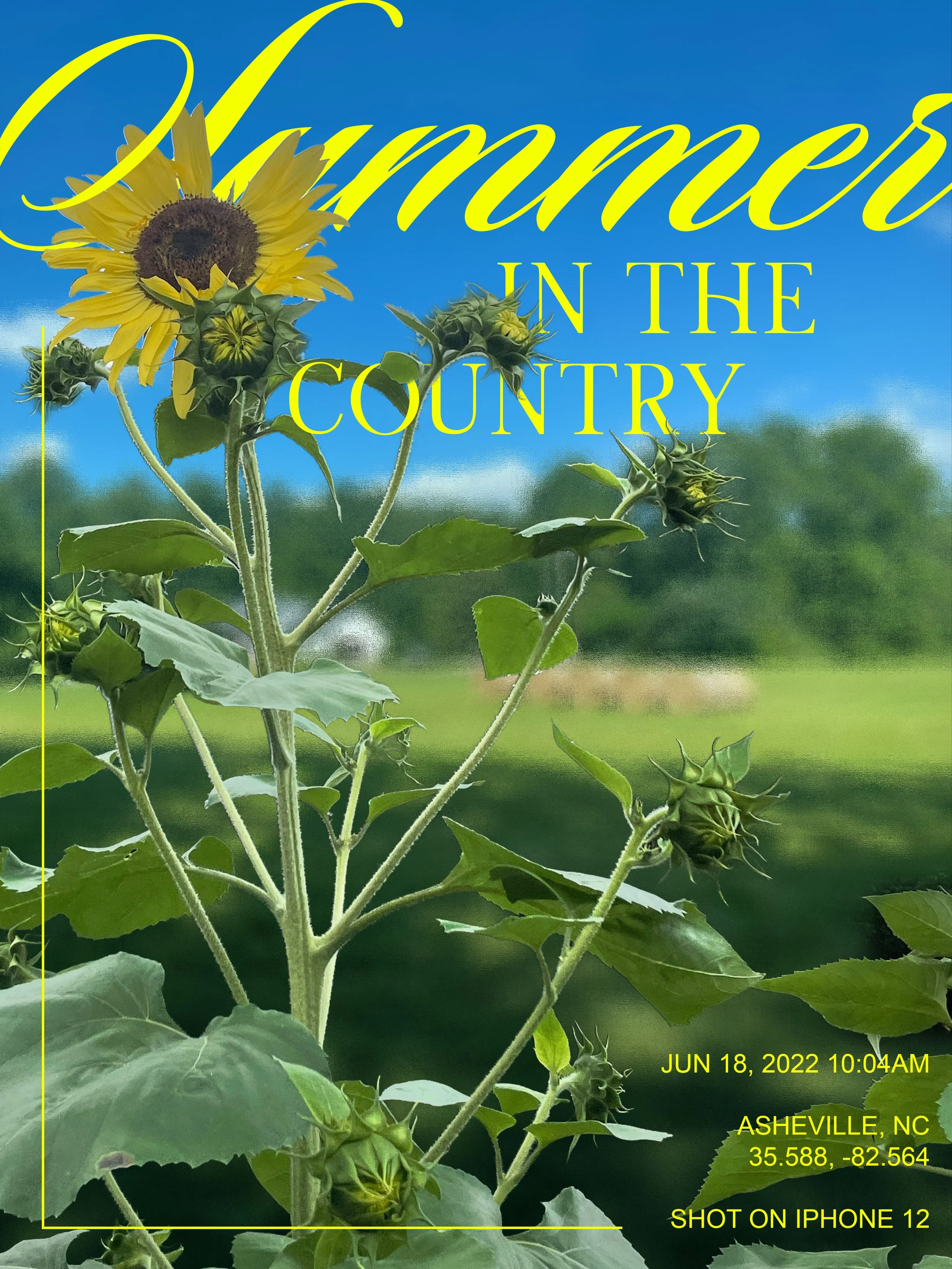 Summer in North Carolina was idyllic and very, very green. I used Generative Expand to extend the background picture, flooding the bottom half with green. 