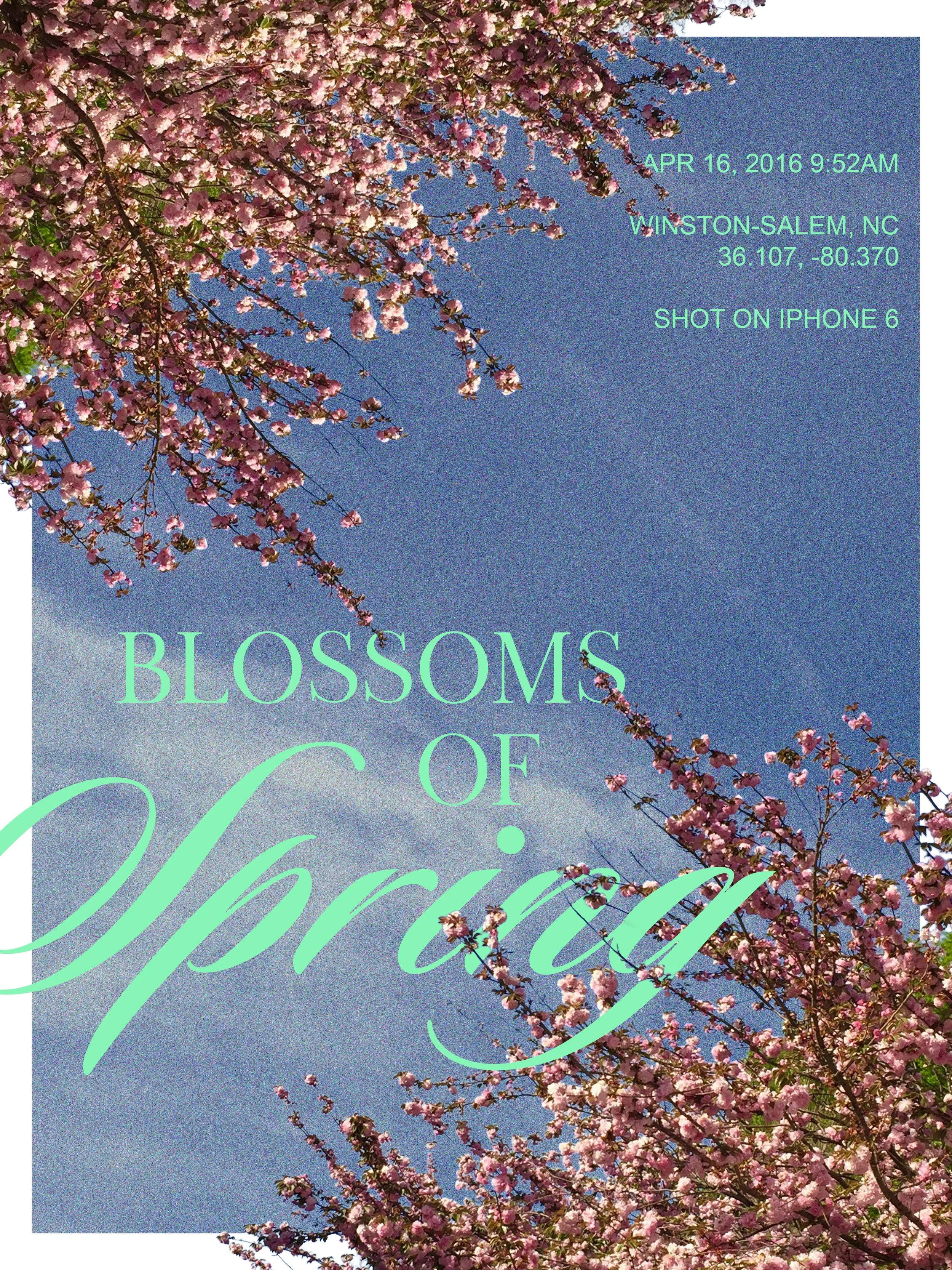 My memory of spring in North Carolina is cherry blossoms framing vast, high skies. Adobe Firefly gave me this composition idea which captured the vision perfectly.