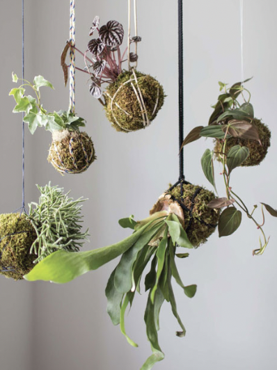 Houseplant Workshop with Uncommon Plant Guy
