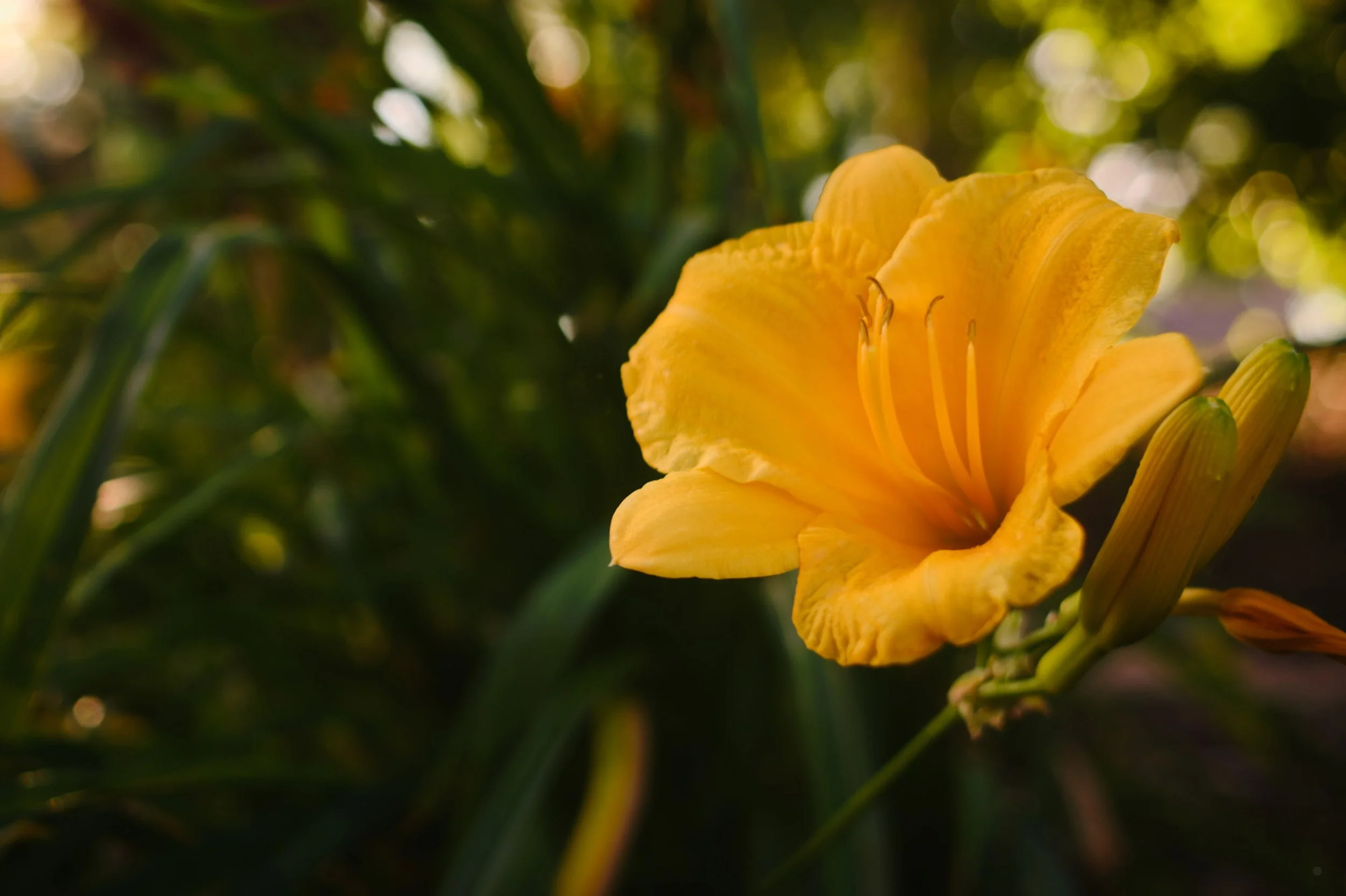 ©Robert Dixie Trawick