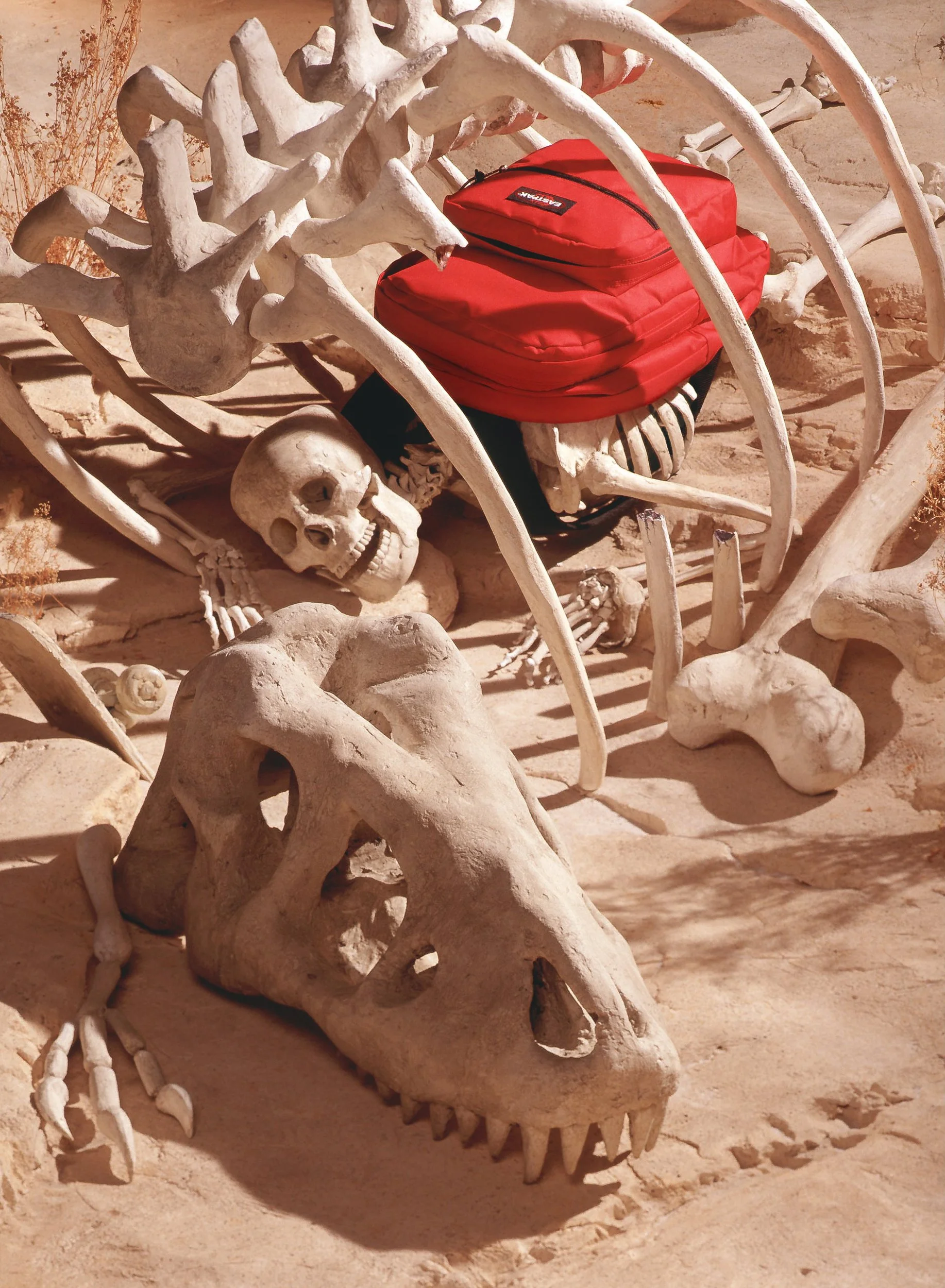 EastPackDinosaur.JPG
