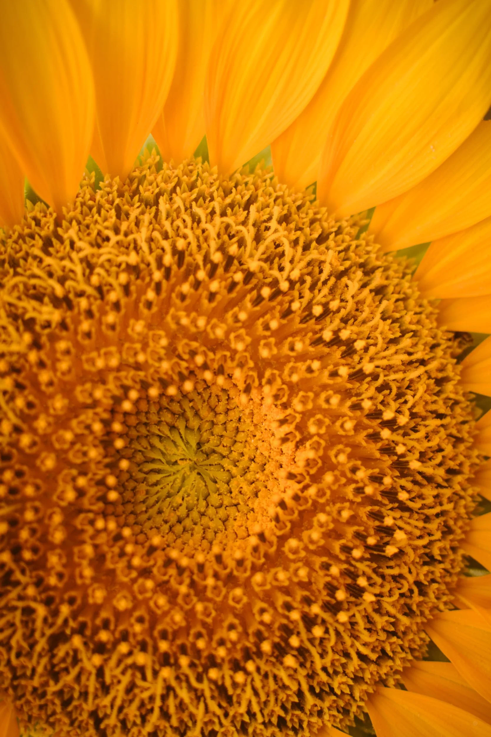 ©Robert Dixie Trawick