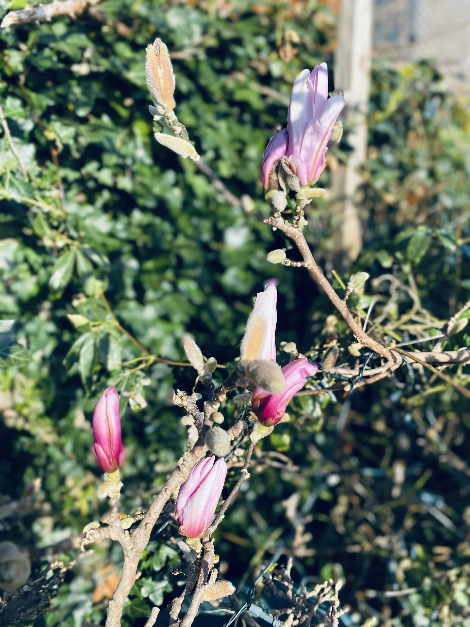 IMG_2218.JPEG