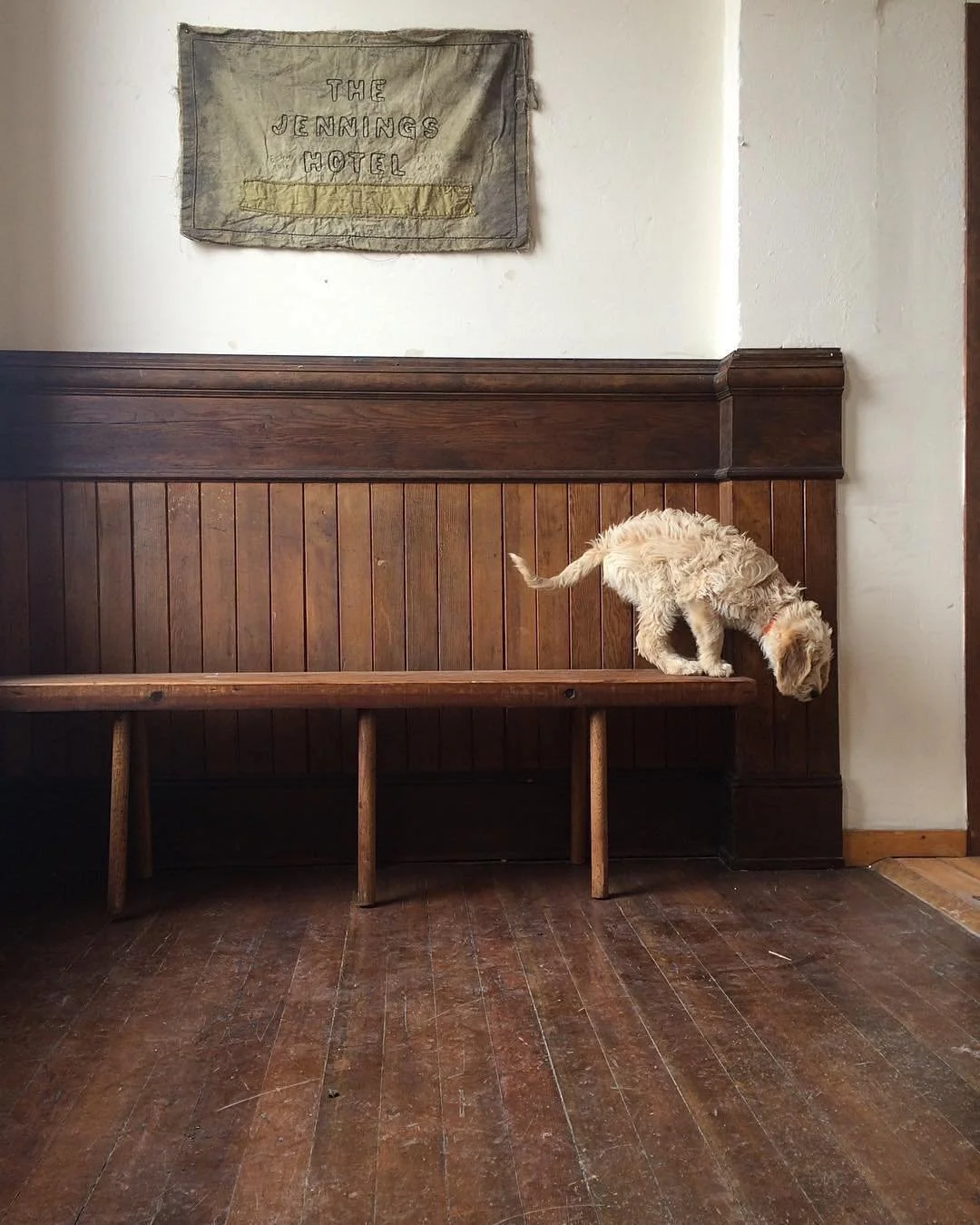 A small, scruffy dog with light fur standing on a wooden bench, with its head down and tail slightly raised, in front of a wooden wall and a sign that reads "The Jennings Hotel."