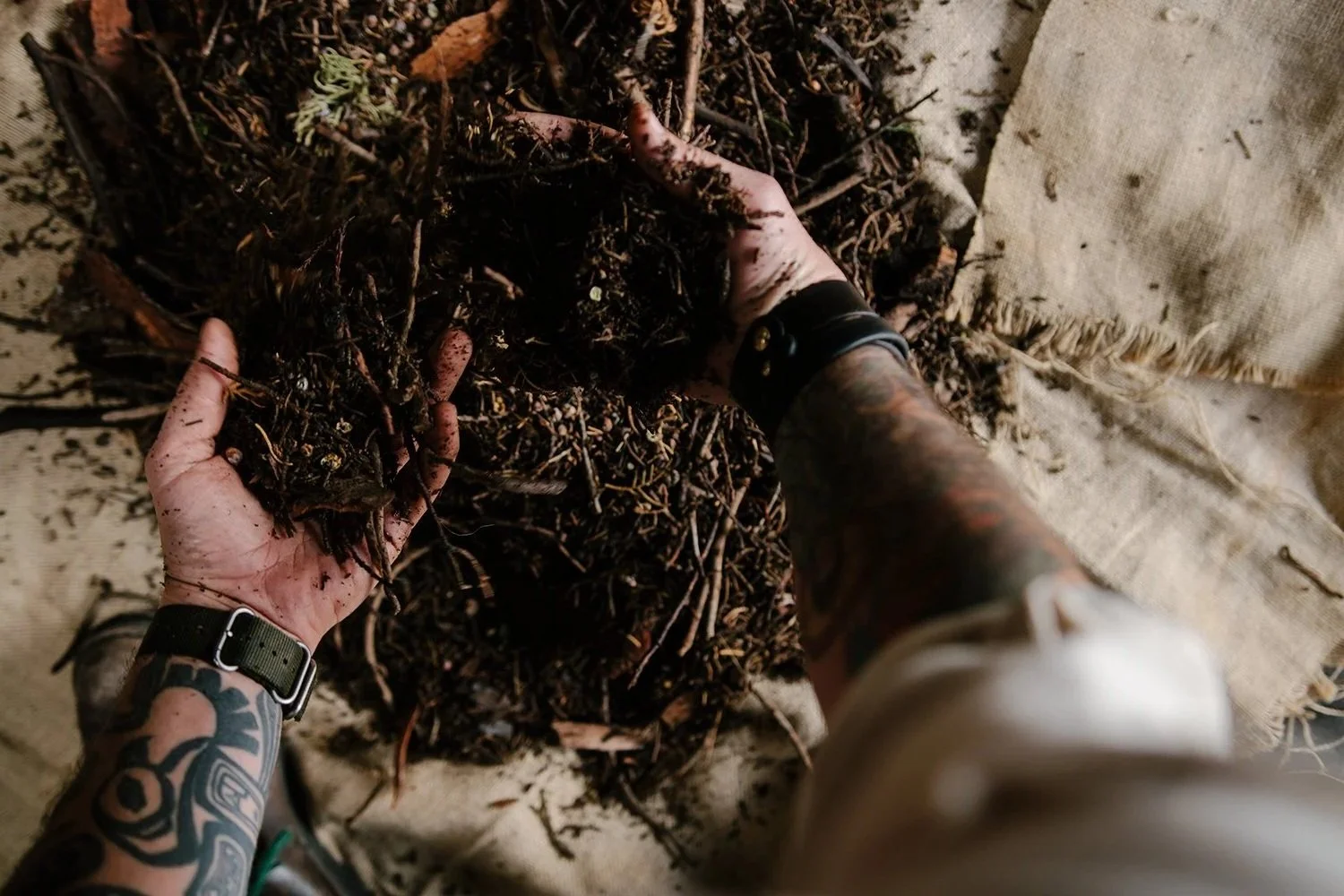 A person with tattoos on their arm and wearing a watch is holding a large handful of soil and organic material, with more soil and roots on a fabric surface nearby.