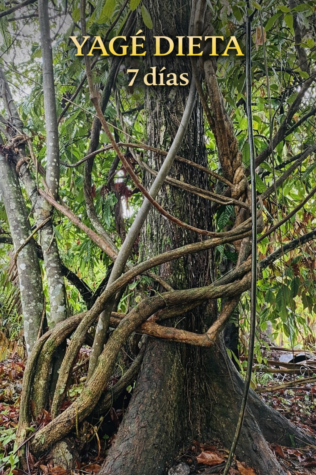 7 Day Yagé Dieta