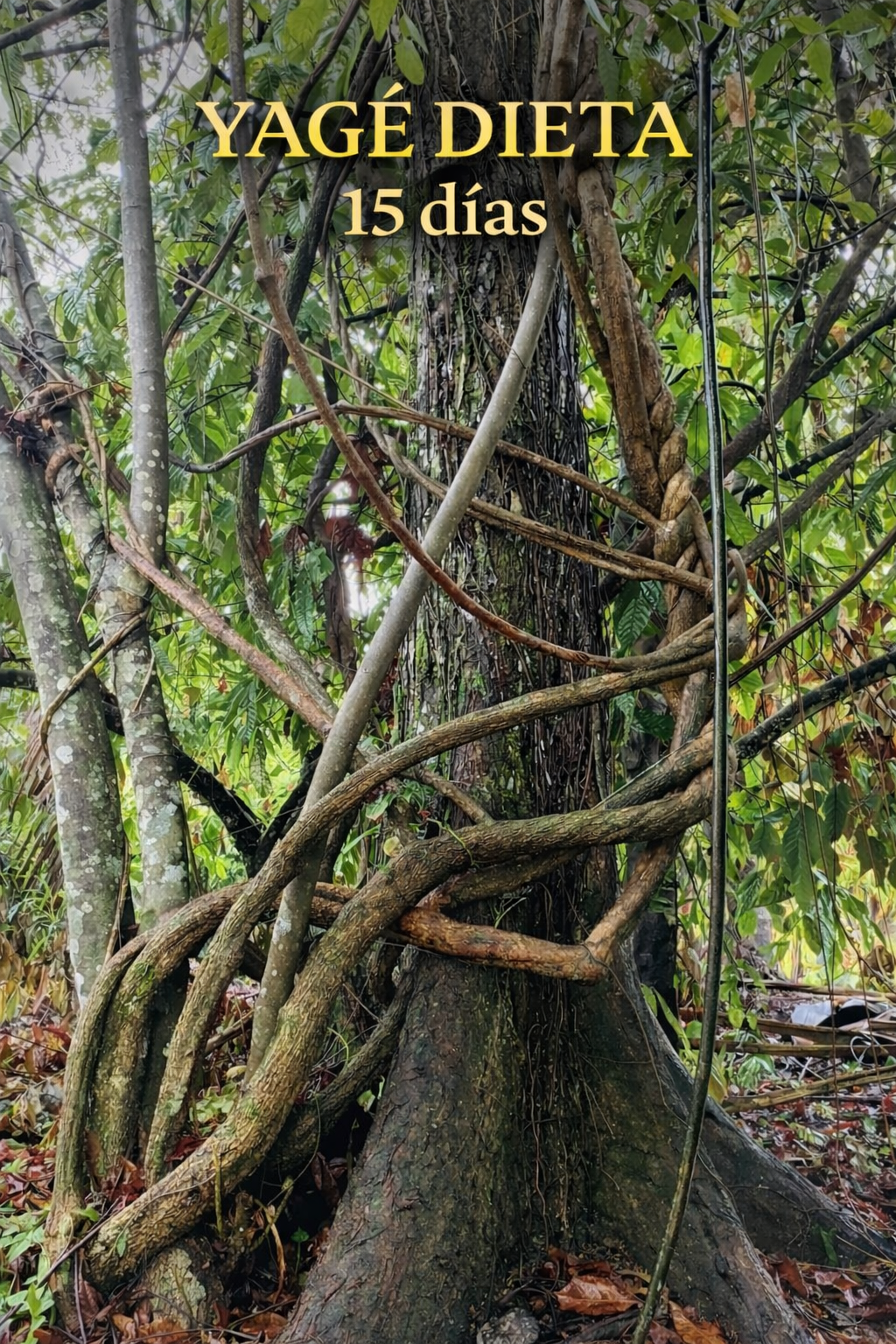 15 Day Yagé Dieta