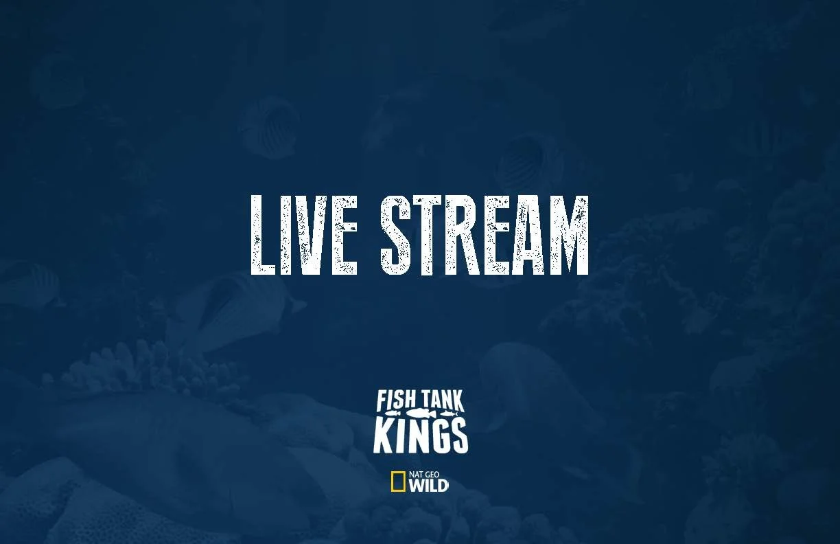 Promotional graphic for a live stream of the show 'Fish Tank Kings' on Nat Geo Wild, with a background of an aquarium or fish tank