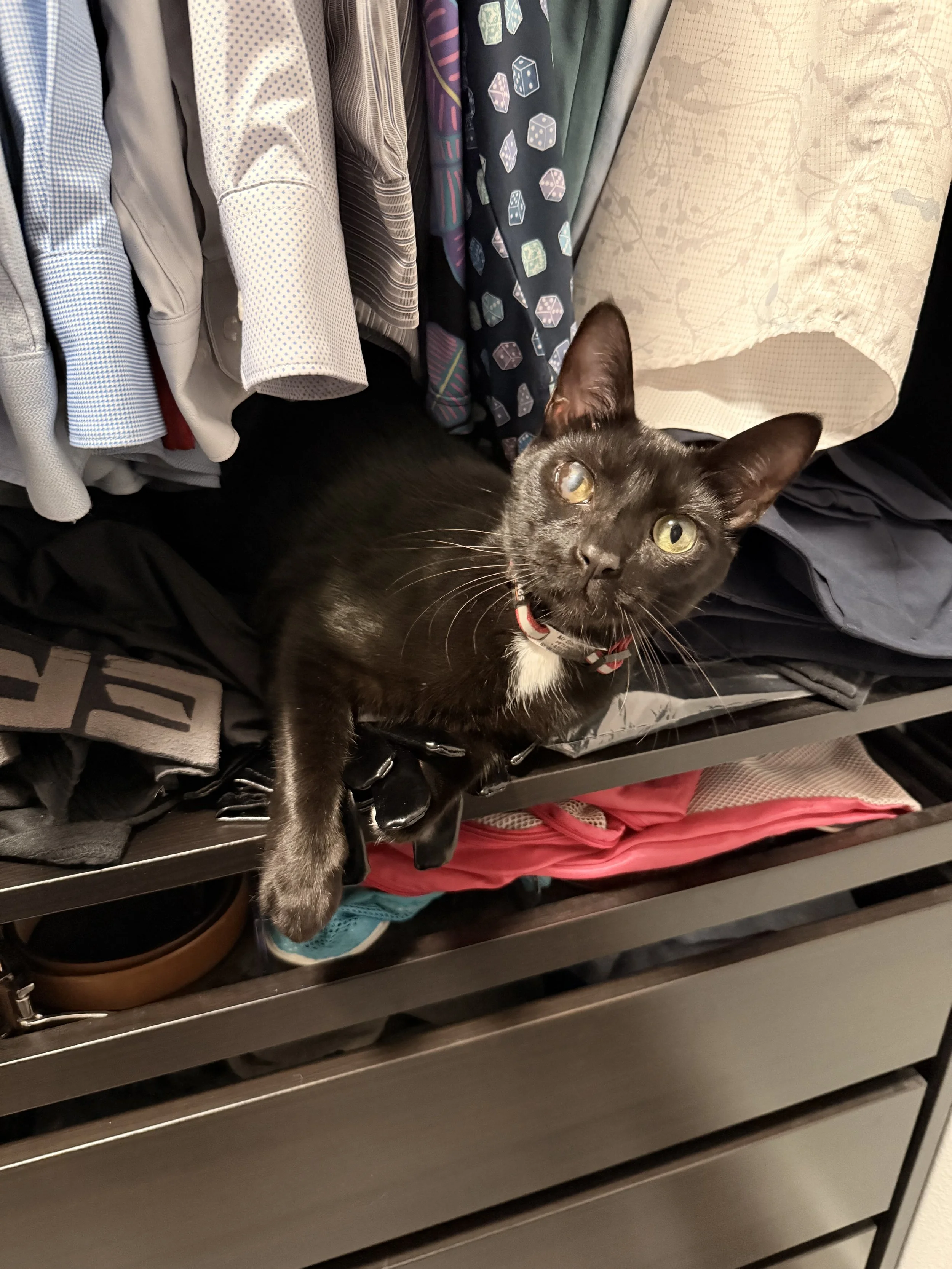 Mr Sprinkles Meow Meow the black cat sitting on a closet shelf amongst the clothes