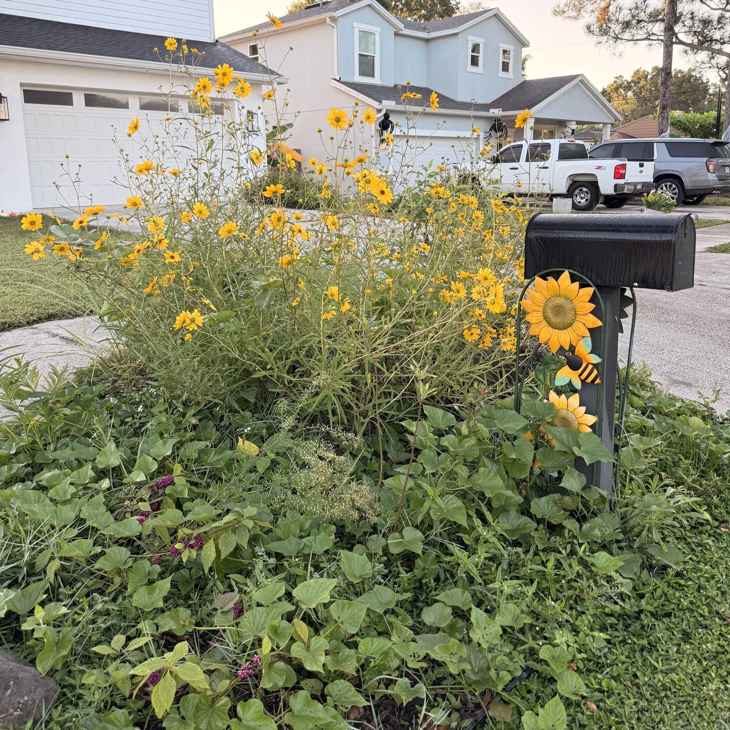 Florida native sunflowers in full bloom around a mailbox