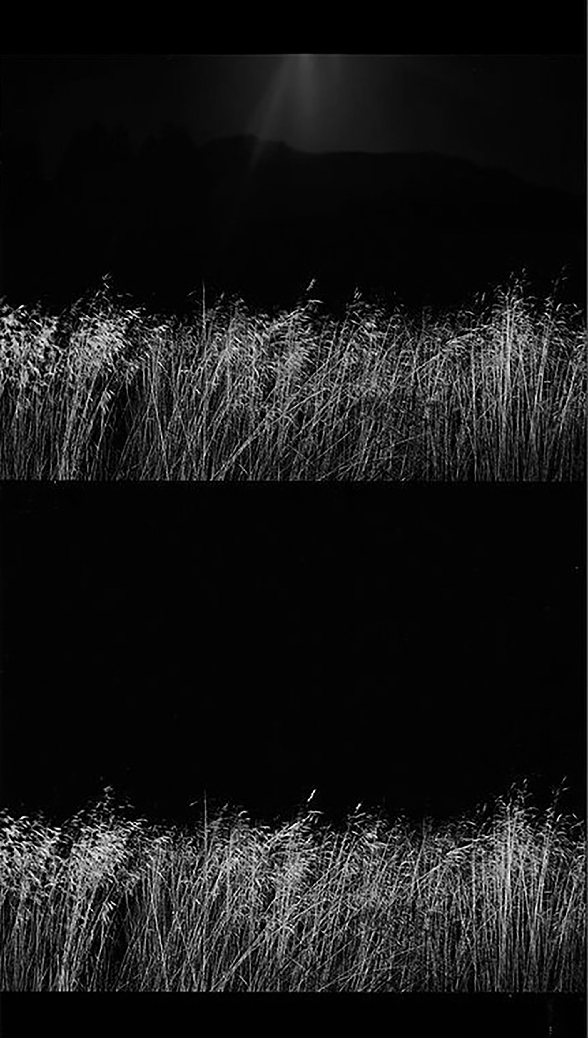 Ghost Grass.jpg