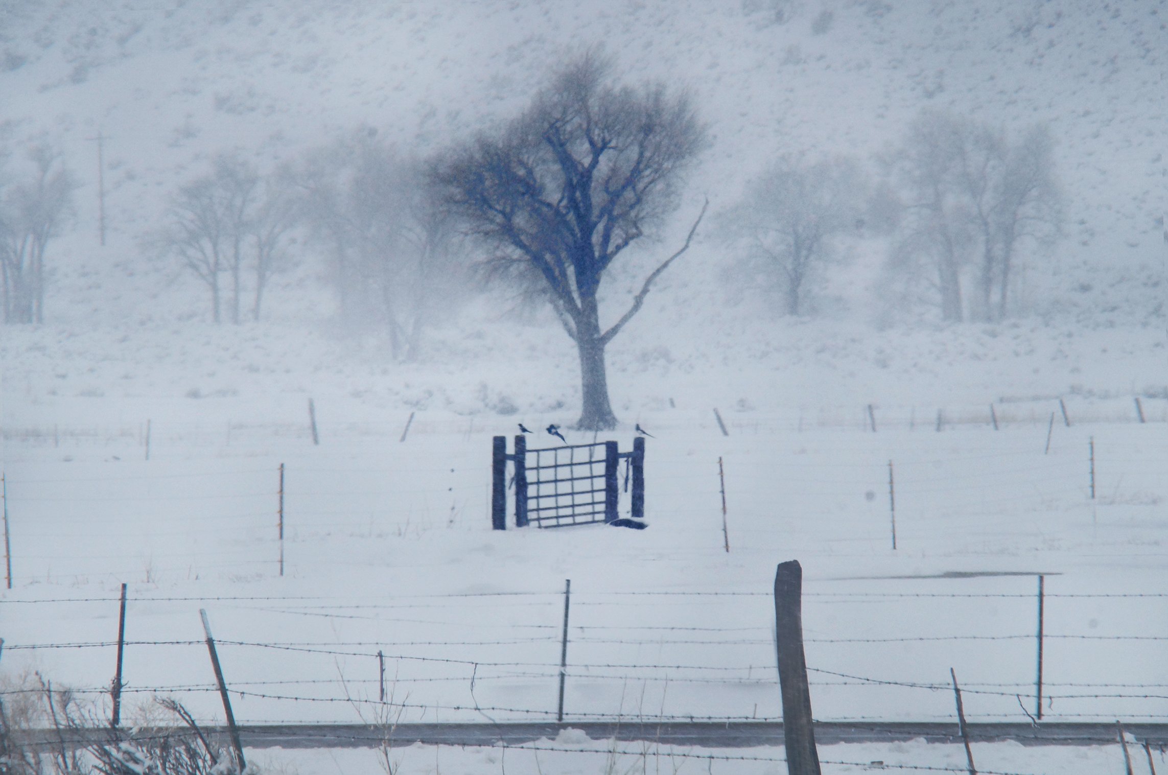 Magpy Snowstorm.jpg